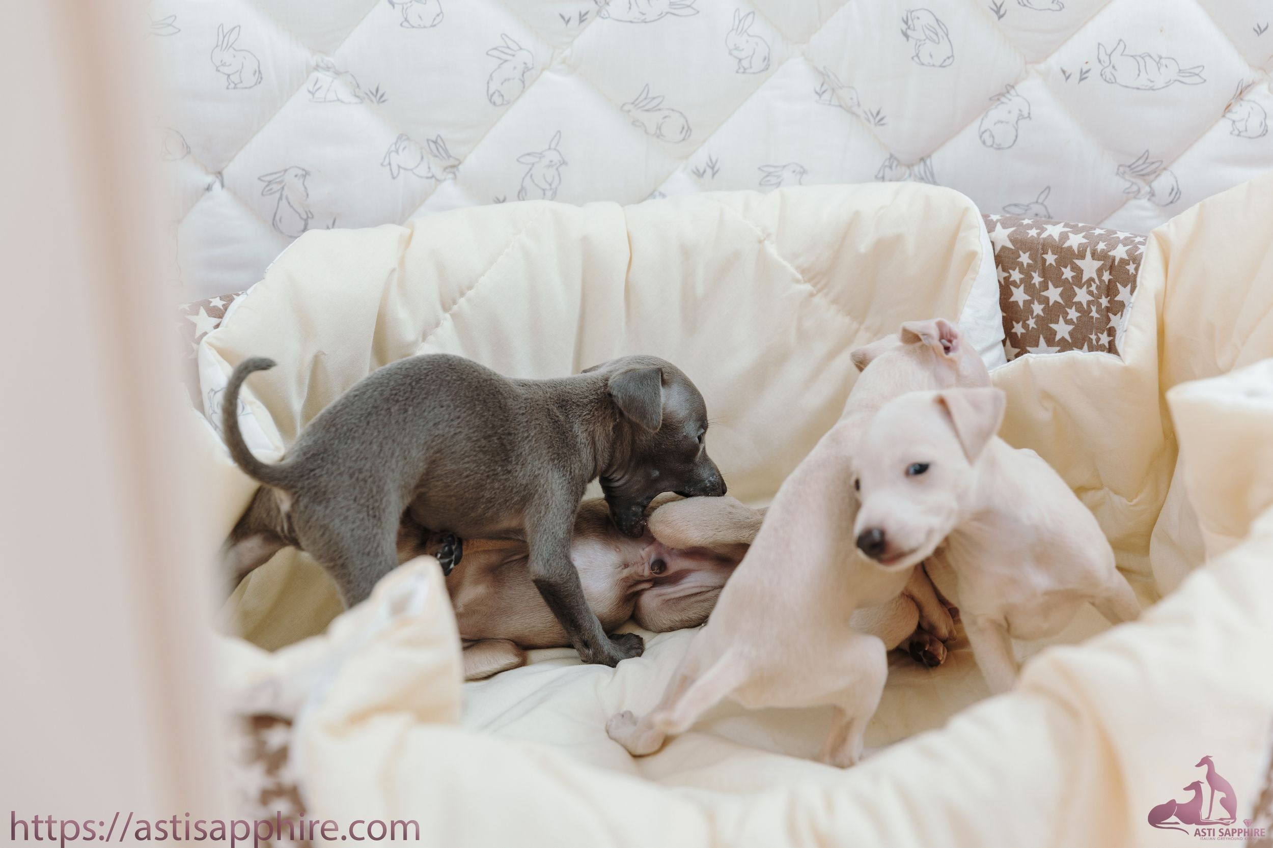 Июльские малыши. Professional Italian Greyhound Kennel RKF/FCI ASTI SAPPHIRE 💎 Sochi|St. Petersburg