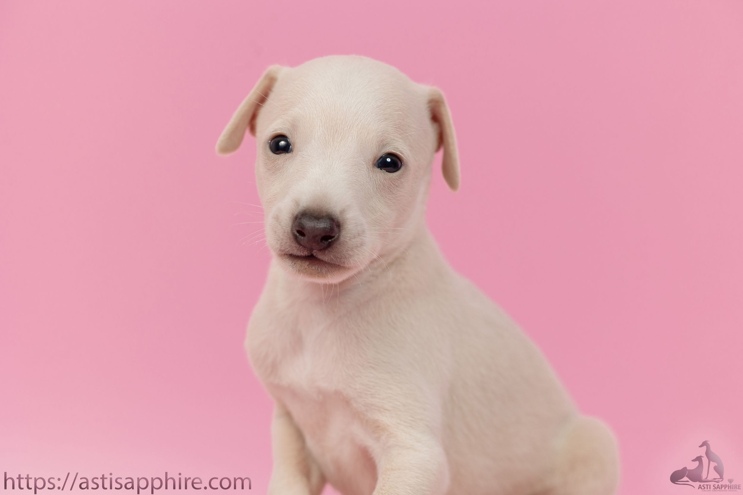 Июльские малыши. Professional Italian Greyhound Kennel RKF/FCI ASTI SAPPHIRE 💎 Sochi|St. Petersburg