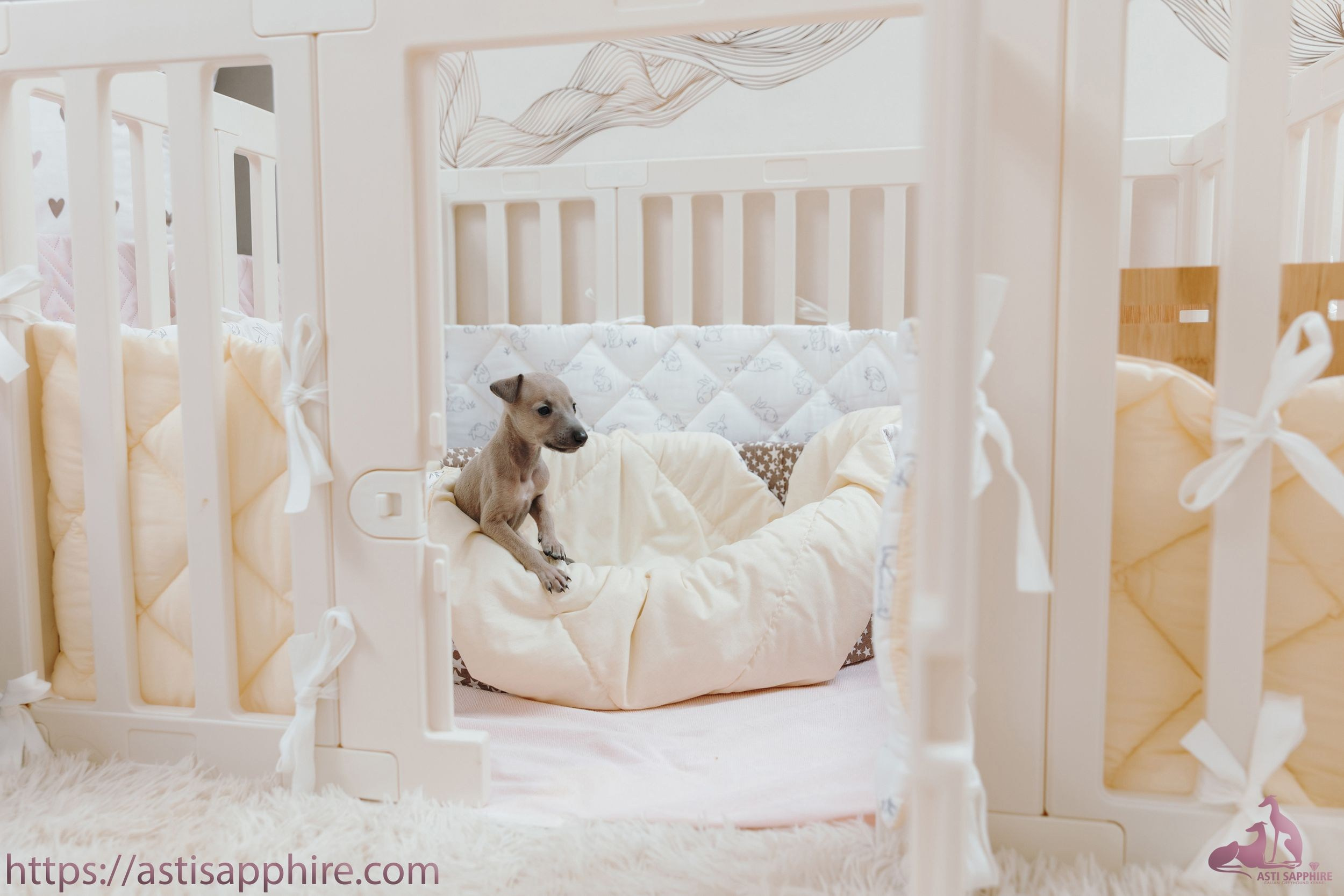Июльские малыши. Professional Italian Greyhound Kennel RKF/FCI ASTI SAPPHIRE 💎 Sochi|St. Petersburg
