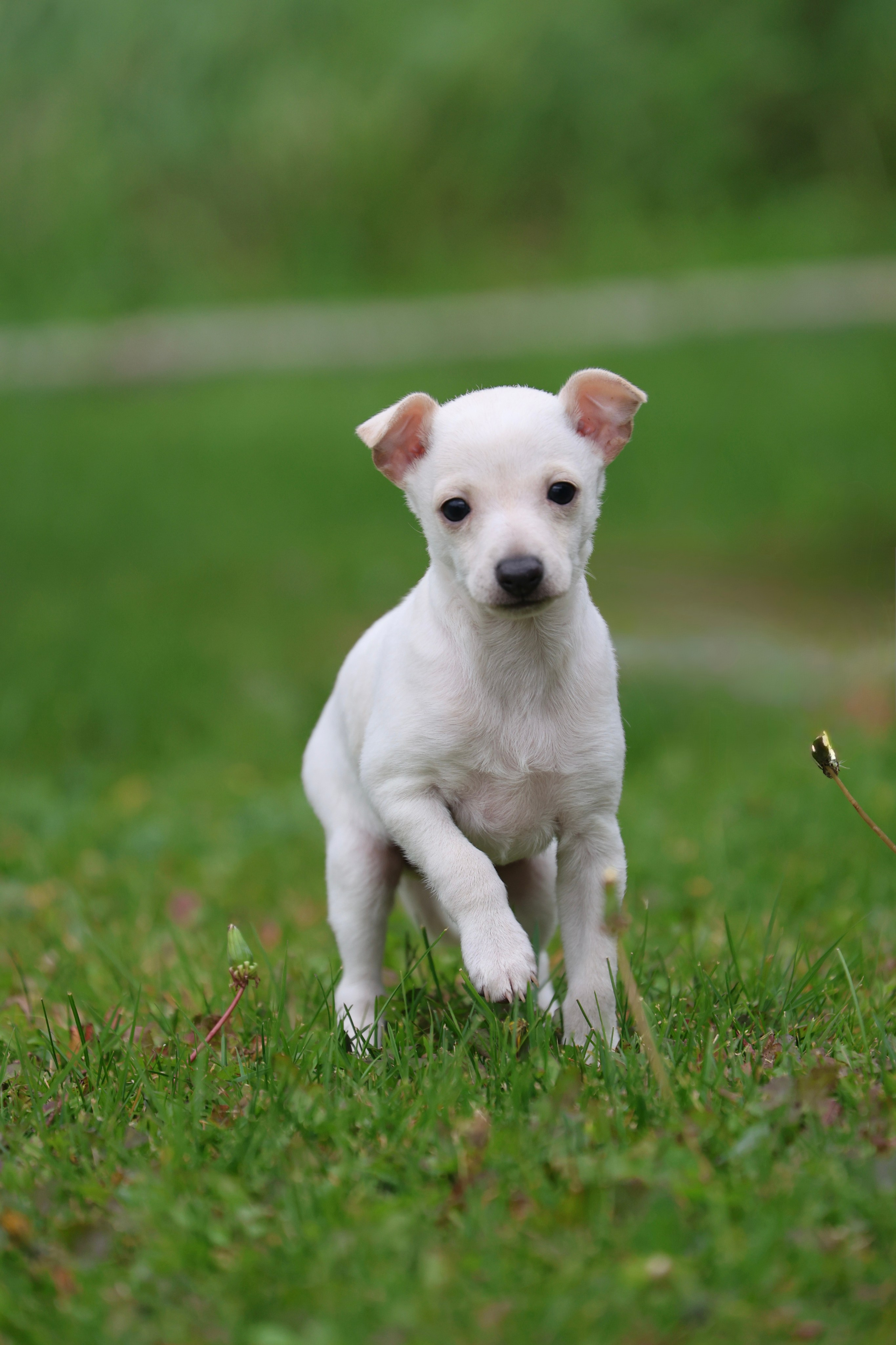 Жемчужные мальчики. Professional Italian Greyhound Kennel RKF/FCI ASTI SAPPHIRE 💎 Sochi|St. Petersburg