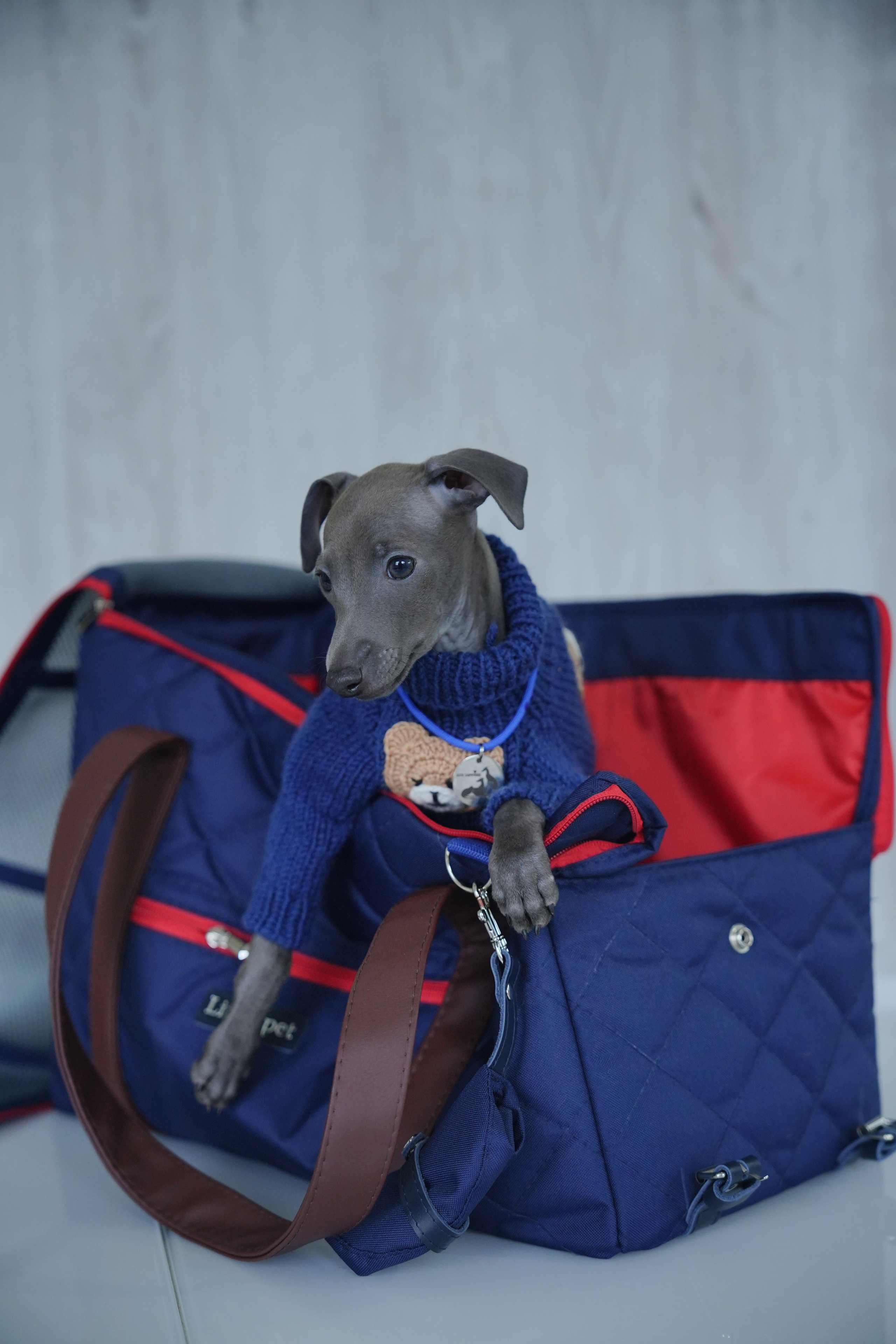 Авиапереноски. Professional Italian Greyhound Kennel RKF/FCI ASTI SAPPHIRE 💎 Sochi|St. Petersburg