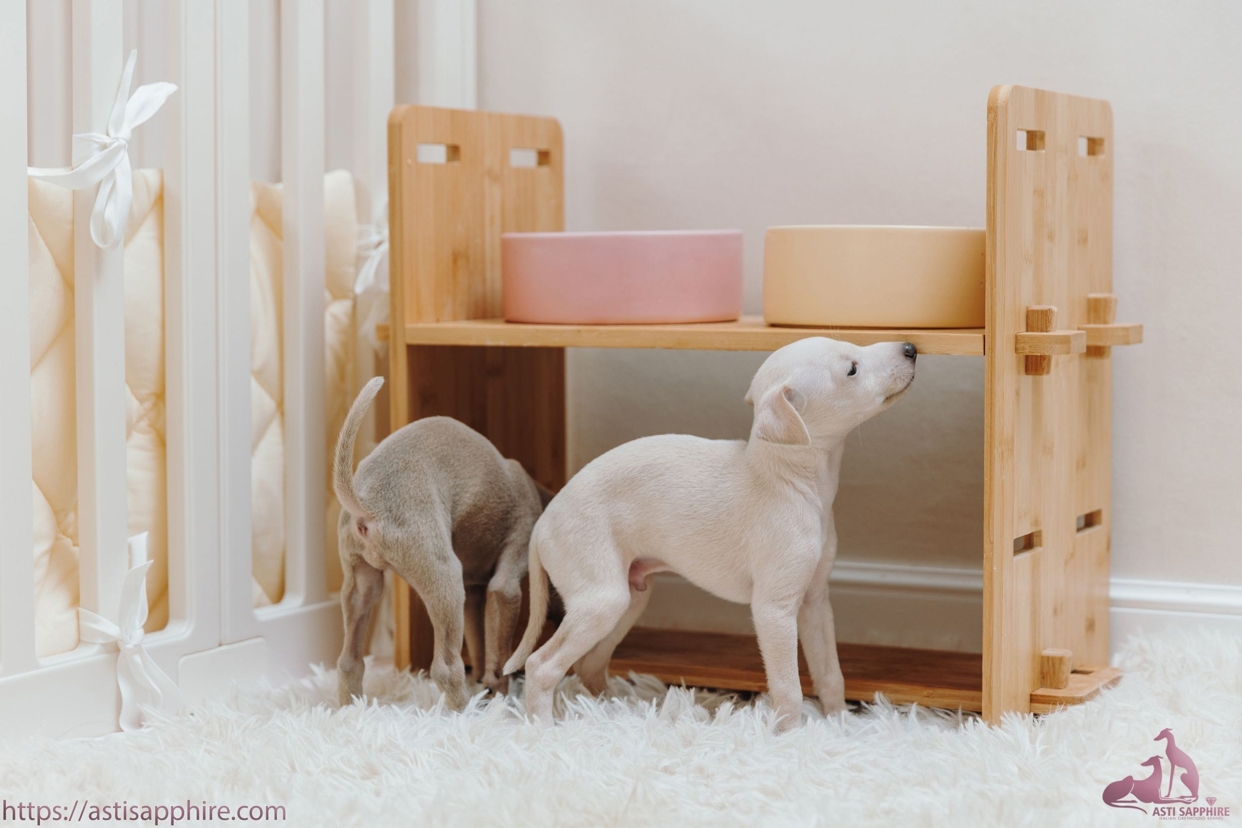Июльские малыши. Professional Italian Greyhound Kennel RKF/FCI ASTI SAPPHIRE 💎 Sochi|St. Petersburg