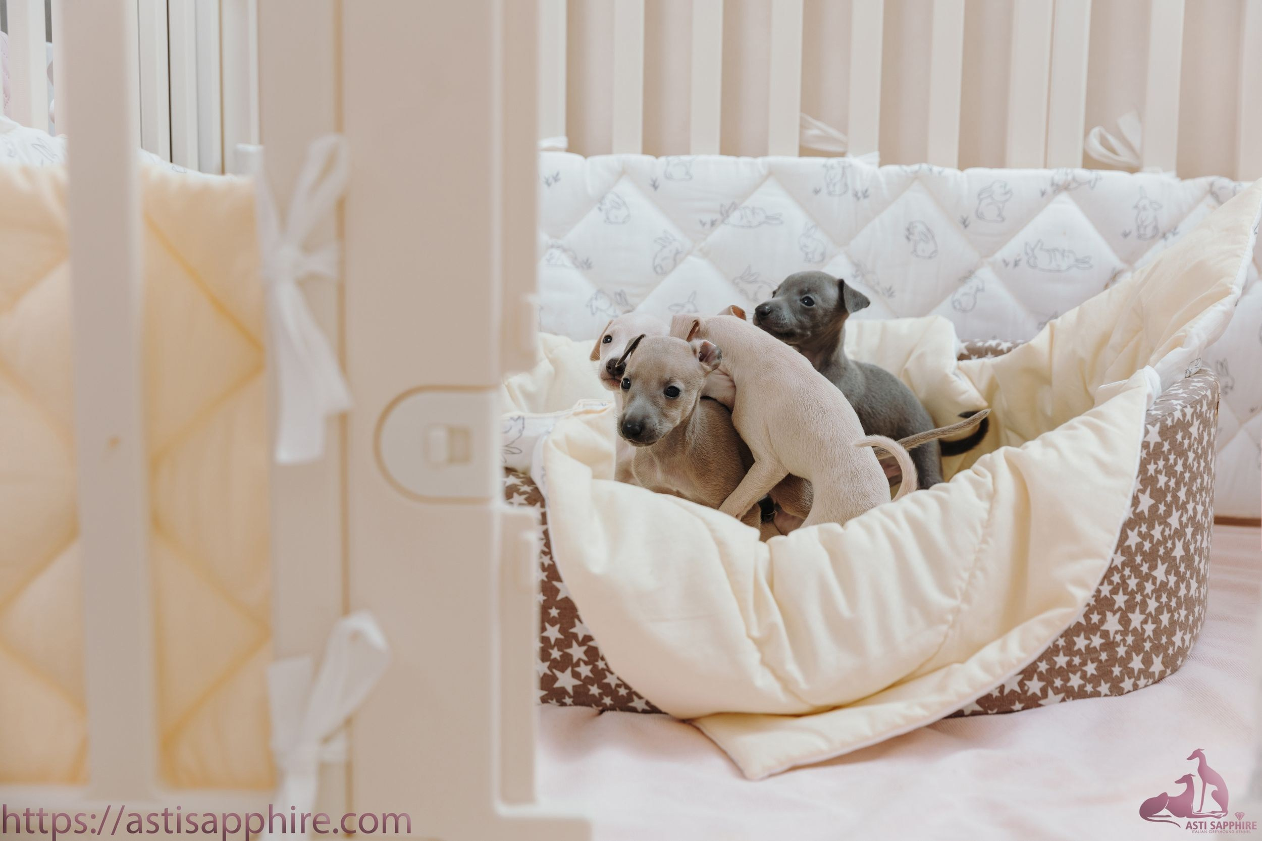 Июльские малыши. Professional Italian Greyhound Kennel RKF/FCI ASTI SAPPHIRE 💎 Sochi|St. Petersburg
