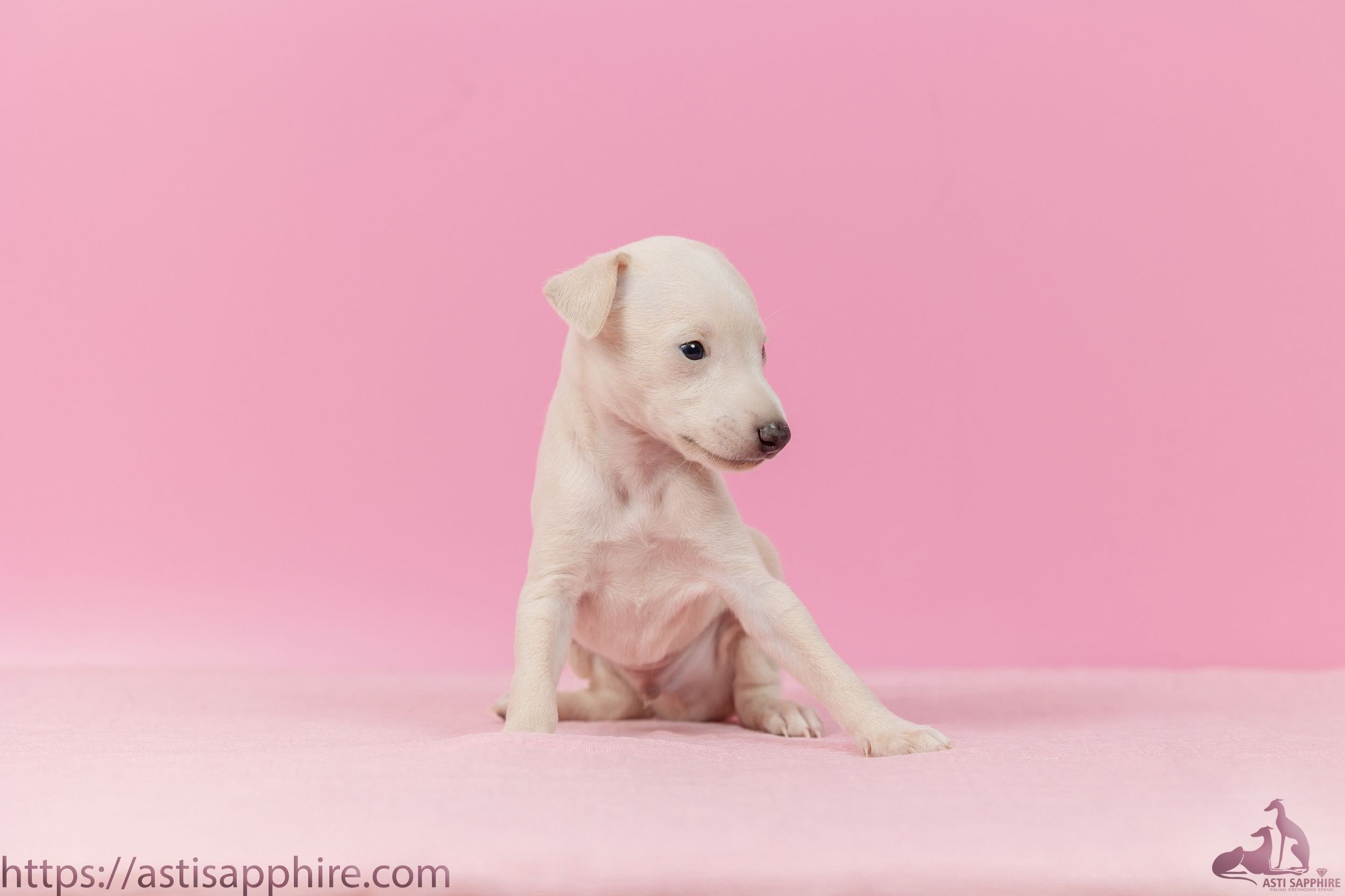 Июльские малыши. Professional Italian Greyhound Kennel RKF/FCI ASTI SAPPHIRE 💎 Sochi|St. Petersburg
