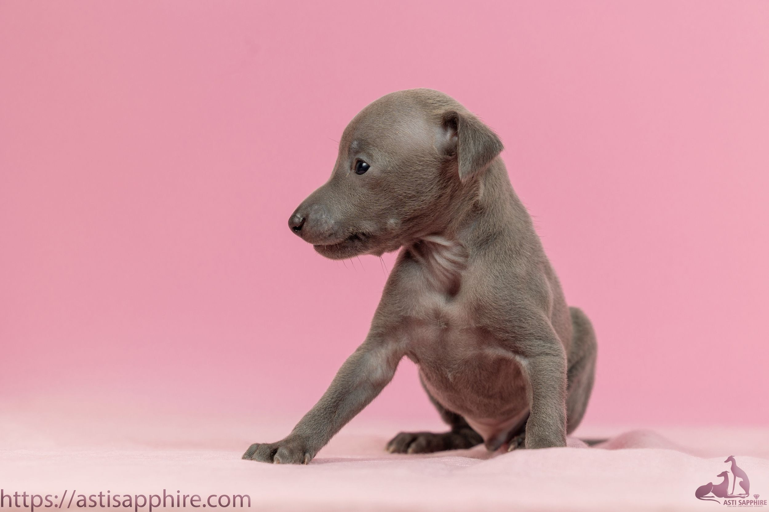 Июльские малыши. Professional Italian Greyhound Kennel RKF/FCI ASTI SAPPHIRE 💎 Sochi|St. Petersburg