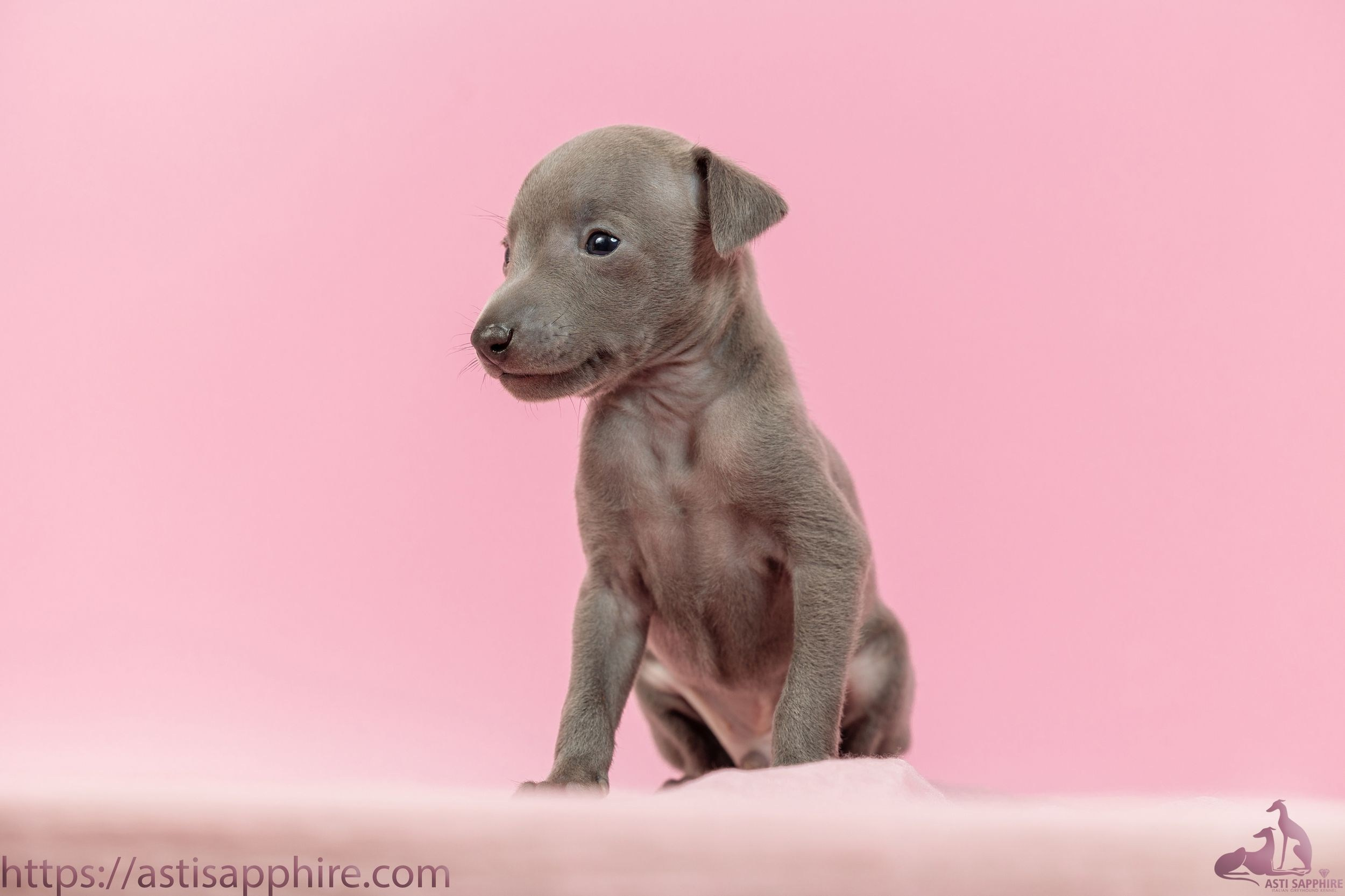 Июльские малыши. Professional Italian Greyhound Kennel RKF/FCI ASTI SAPPHIRE 💎 Sochi|St. Petersburg
