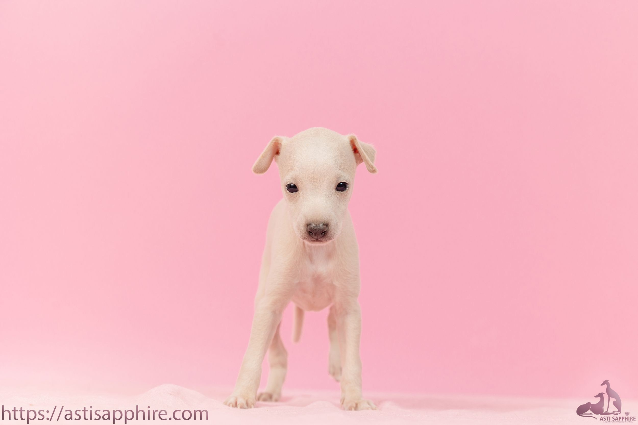Июльские малыши. Professional Italian Greyhound Kennel RKF/FCI ASTI SAPPHIRE 💎 Sochi|St. Petersburg