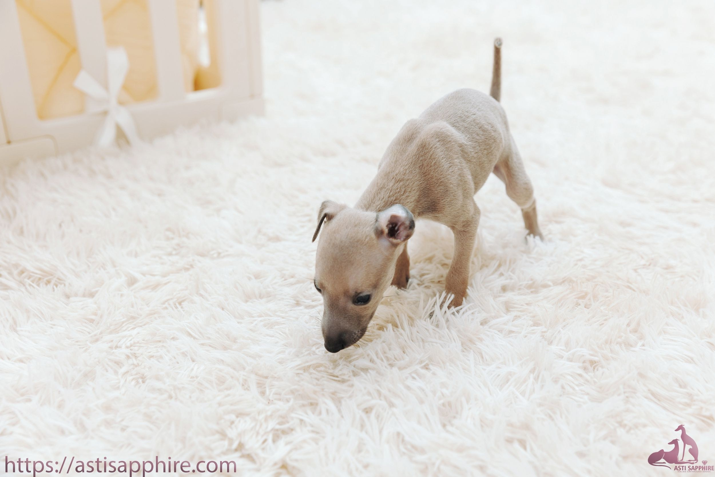 Июльские малыши. Professional Italian Greyhound Kennel RKF/FCI ASTI SAPPHIRE 💎 Sochi|St. Petersburg