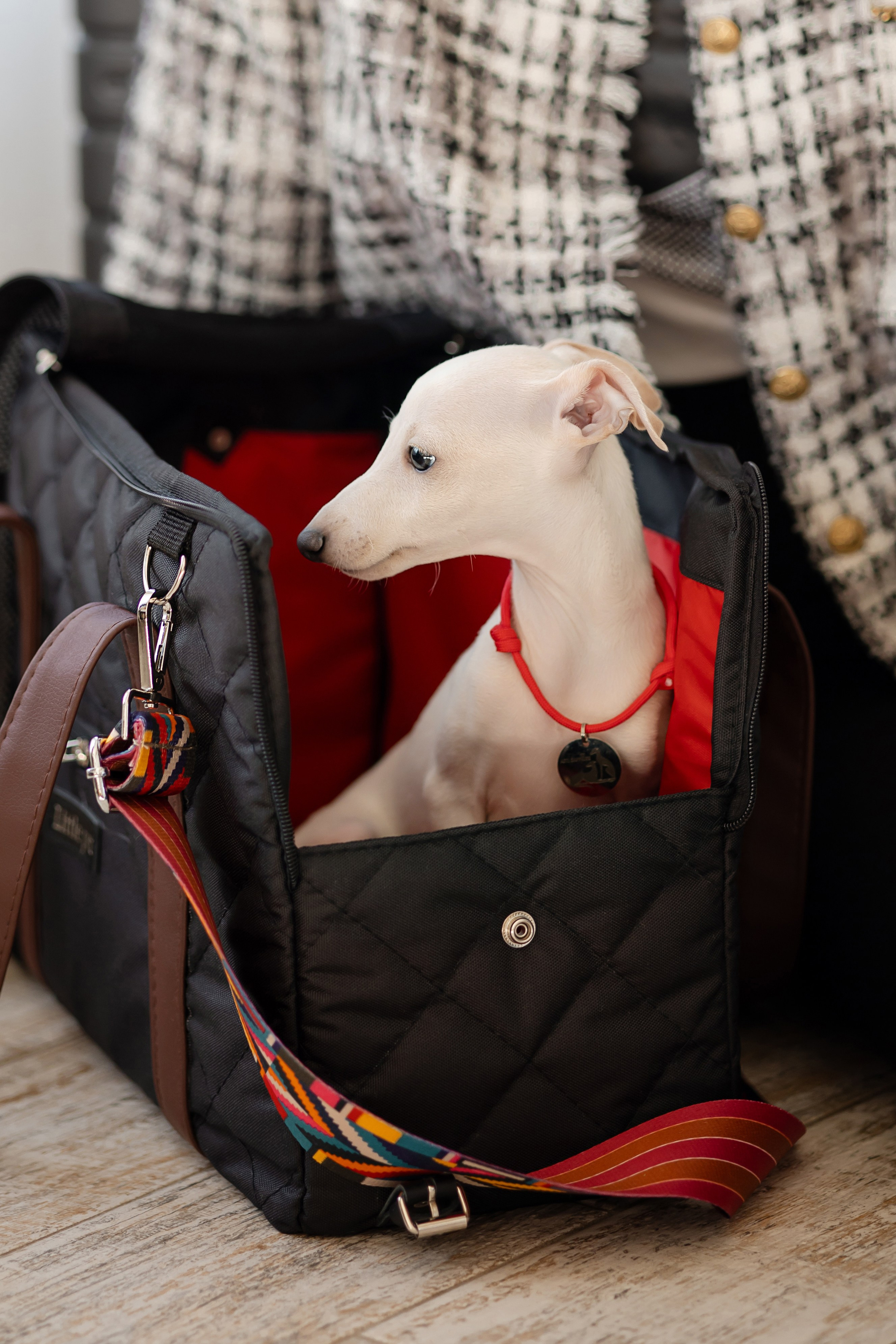 Авиапереноски. Professional Italian Greyhound Kennel RKF/FCI ASTI SAPPHIRE 💎 Sochi|St. Petersburg