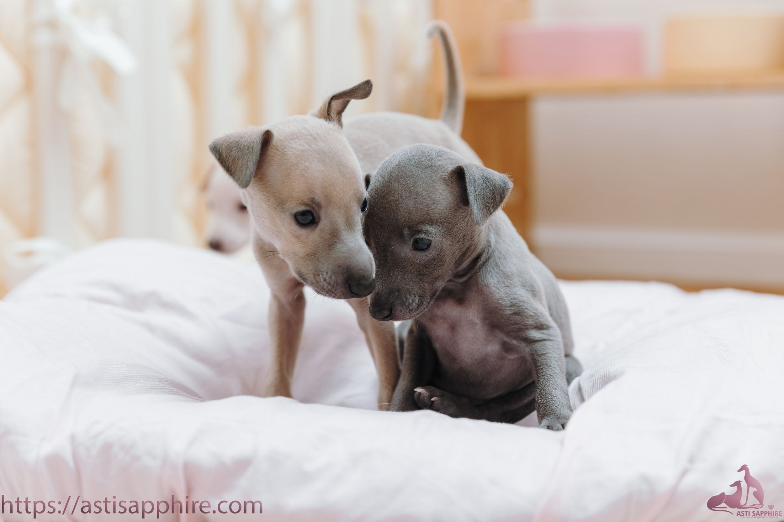 Июльские малыши. Professional Italian Greyhound Kennel RKF/FCI ASTI SAPPHIRE 💎 Sochi|St. Petersburg