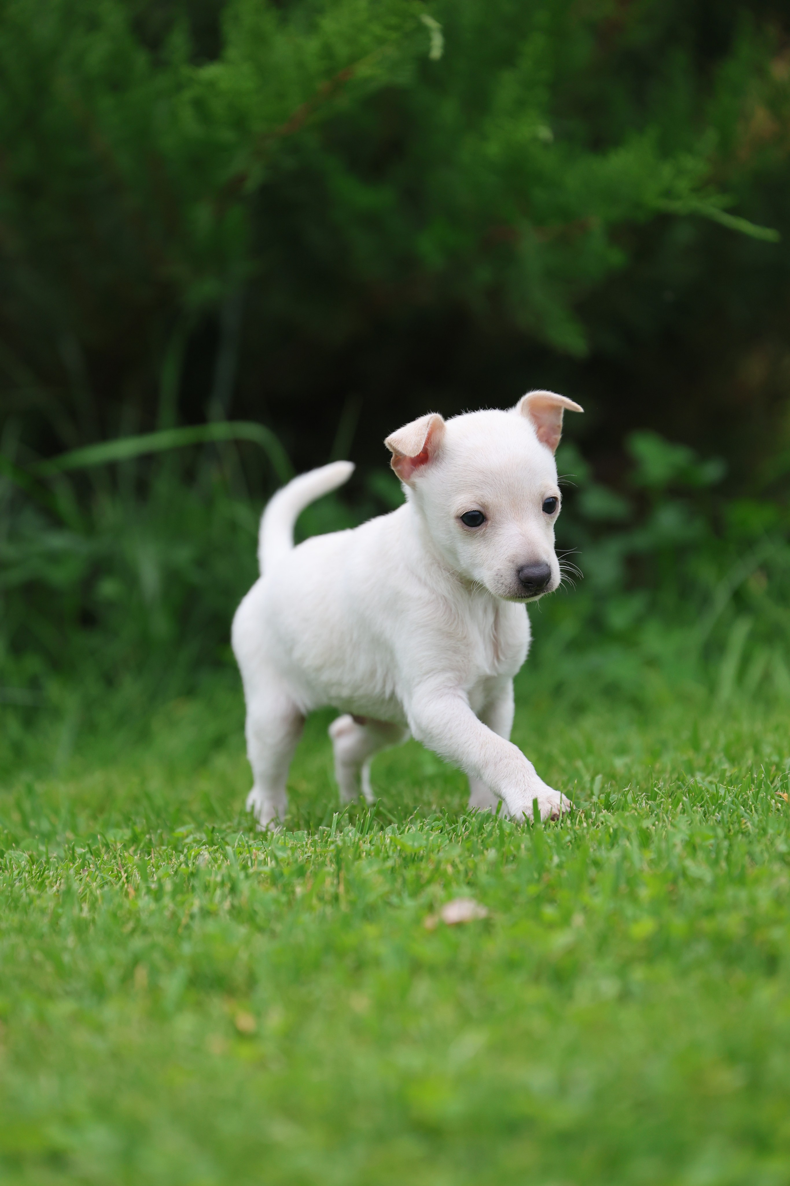 Жемчужные мальчики. Professional Italian Greyhound Kennel RKF/FCI ASTI SAPPHIRE 💎 Sochi|St. Petersburg