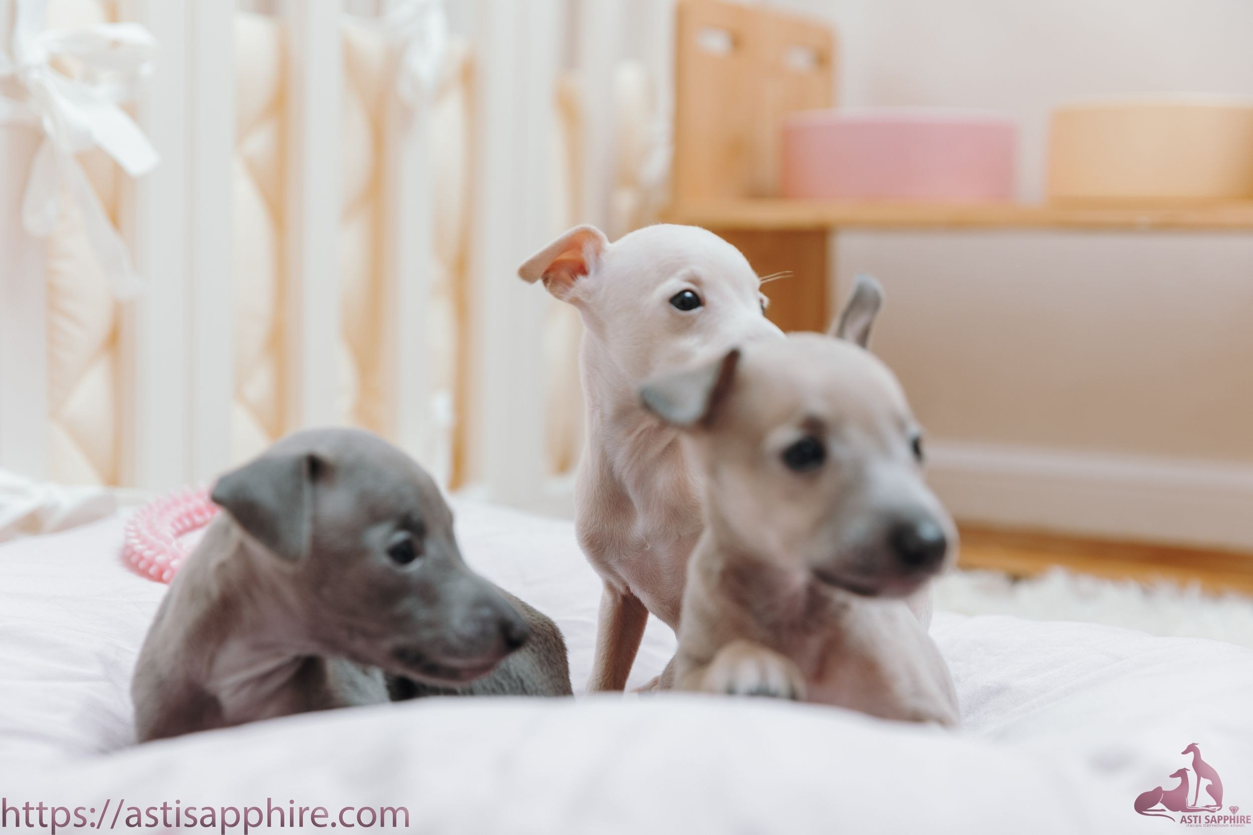 Июльские малыши. Professional Italian Greyhound Kennel RKF/FCI ASTI SAPPHIRE 💎 Sochi|St. Petersburg