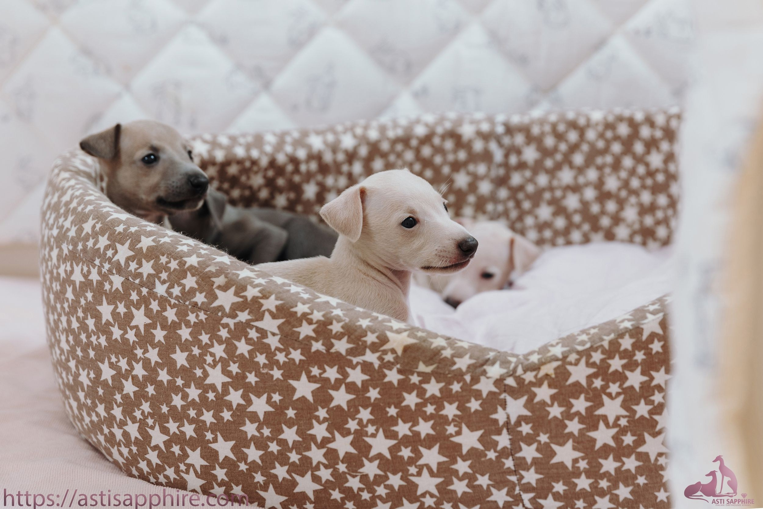 Июльские малыши. Professional Italian Greyhound Kennel RKF/FCI ASTI SAPPHIRE 💎 Sochi|St. Petersburg