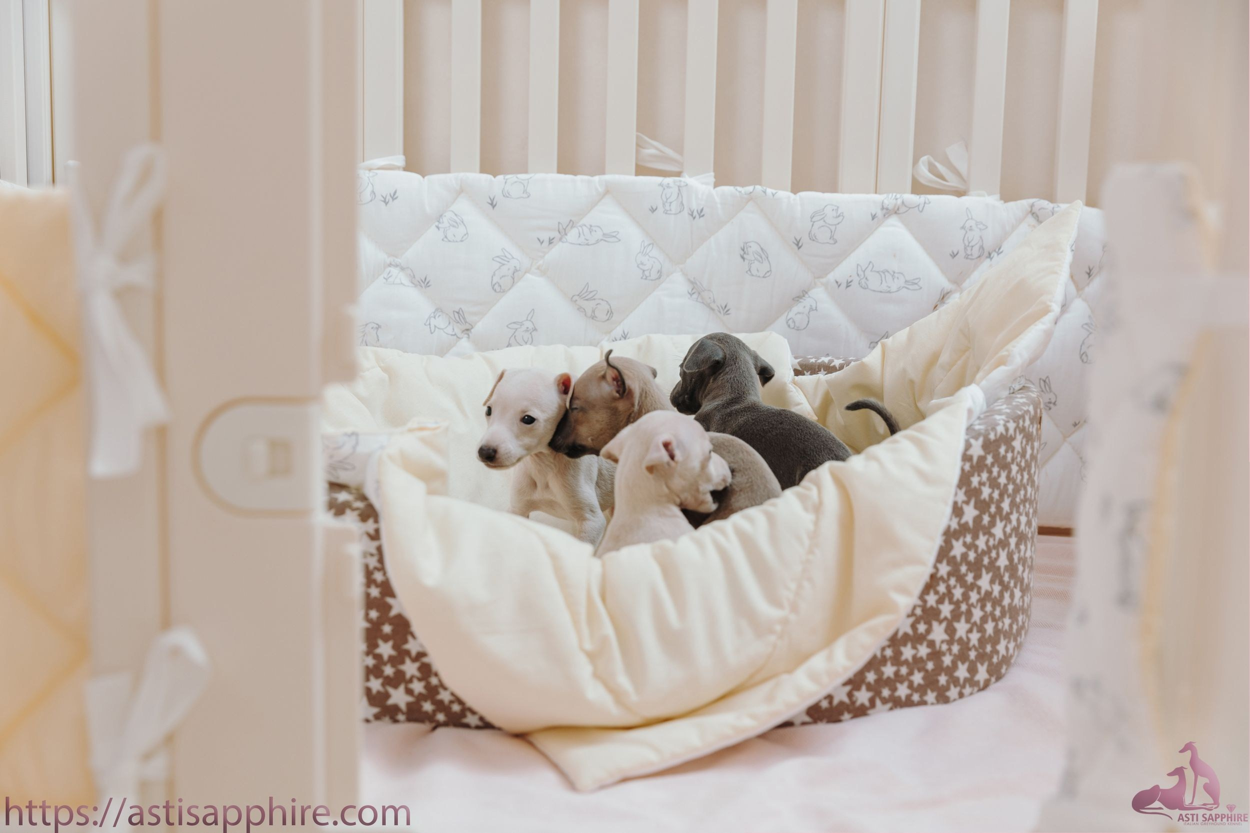 Июльские малыши. Professional Italian Greyhound Kennel RKF/FCI ASTI SAPPHIRE 💎 Sochi|St. Petersburg