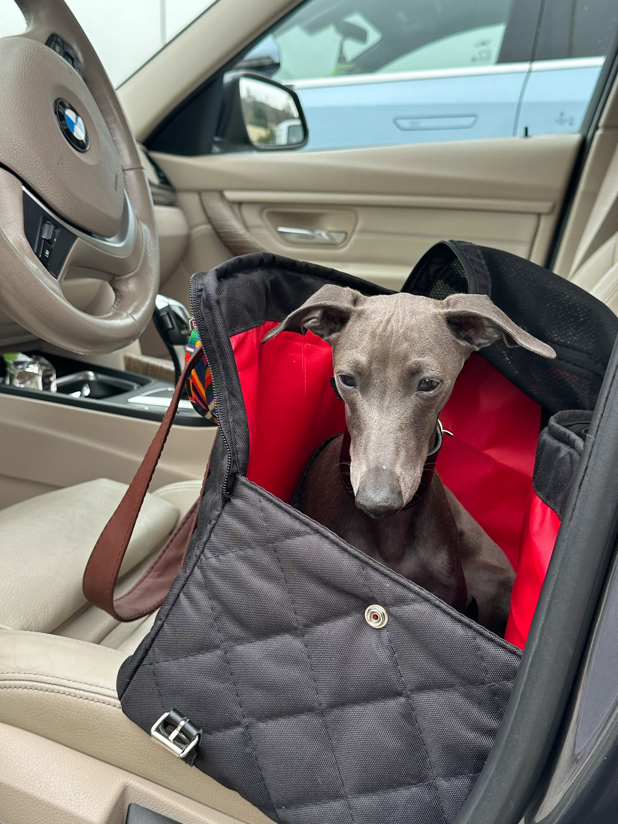 Авиапереноски. Professional Italian Greyhound Kennel RKF/FCI ASTI SAPPHIRE 💎 Sochi|St. Petersburg