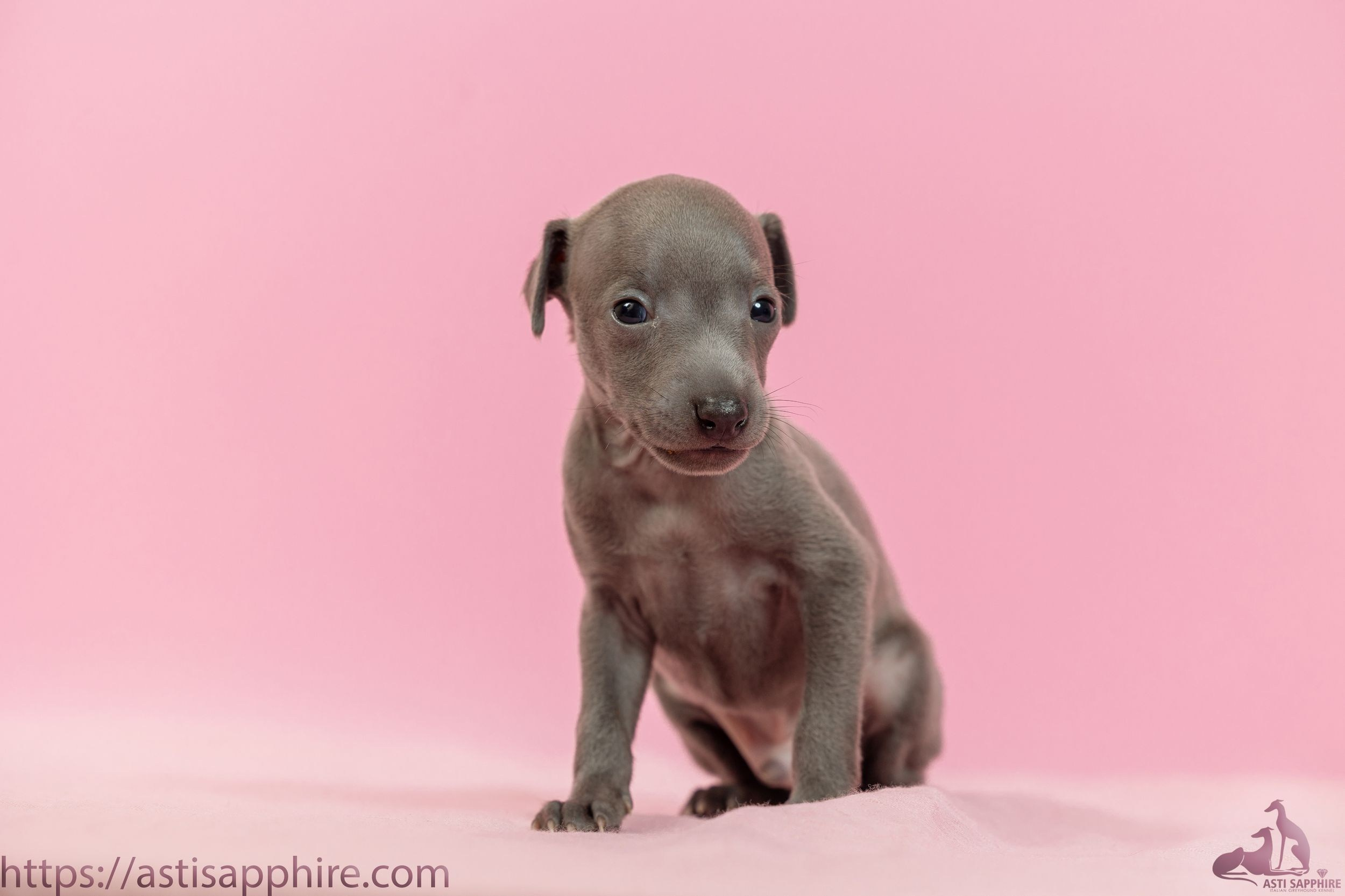 Июльские малыши. Professional Italian Greyhound Kennel RKF/FCI ASTI SAPPHIRE 💎 Sochi|St. Petersburg