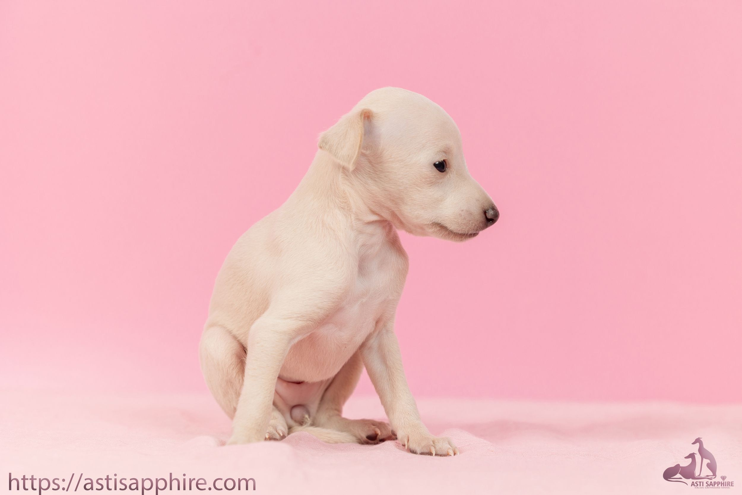 Июльские малыши. Professional Italian Greyhound Kennel RKF/FCI ASTI SAPPHIRE 💎 Sochi|St. Petersburg