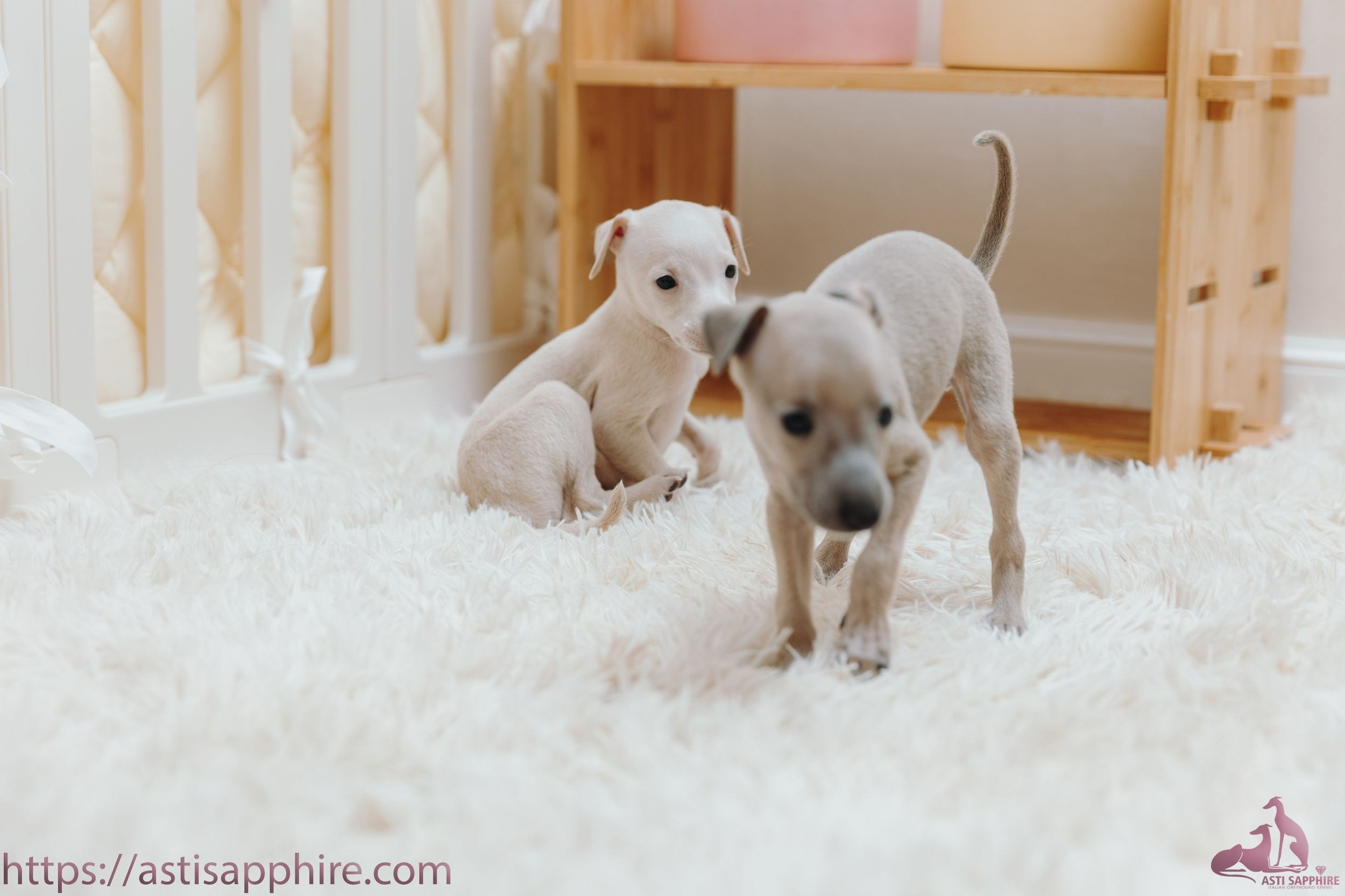 Июльские малыши. Professional Italian Greyhound Kennel RKF/FCI ASTI SAPPHIRE 💎 Sochi|St. Petersburg