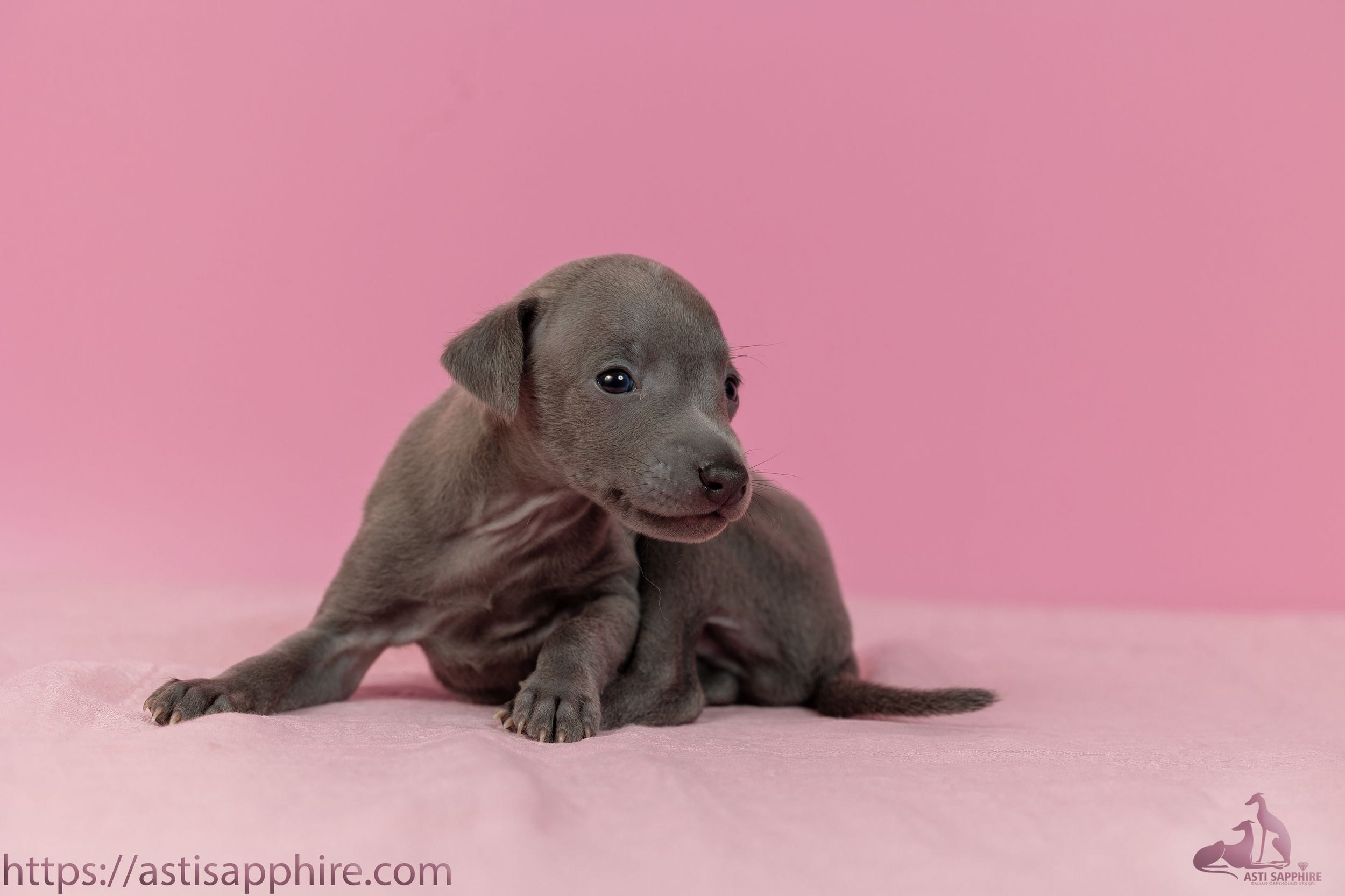 Июльские малыши. Professional Italian Greyhound Kennel RKF/FCI ASTI SAPPHIRE 💎 Sochi|St. Petersburg