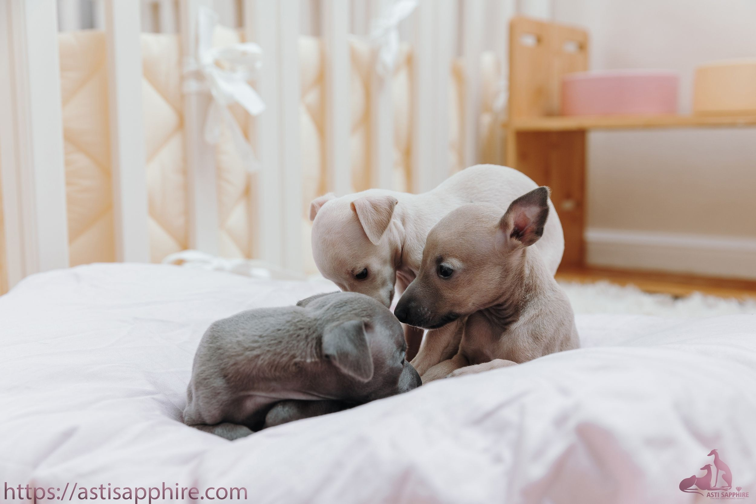 Июльские малыши. Professional Italian Greyhound Kennel RKF/FCI ASTI SAPPHIRE 💎 Sochi|St. Petersburg