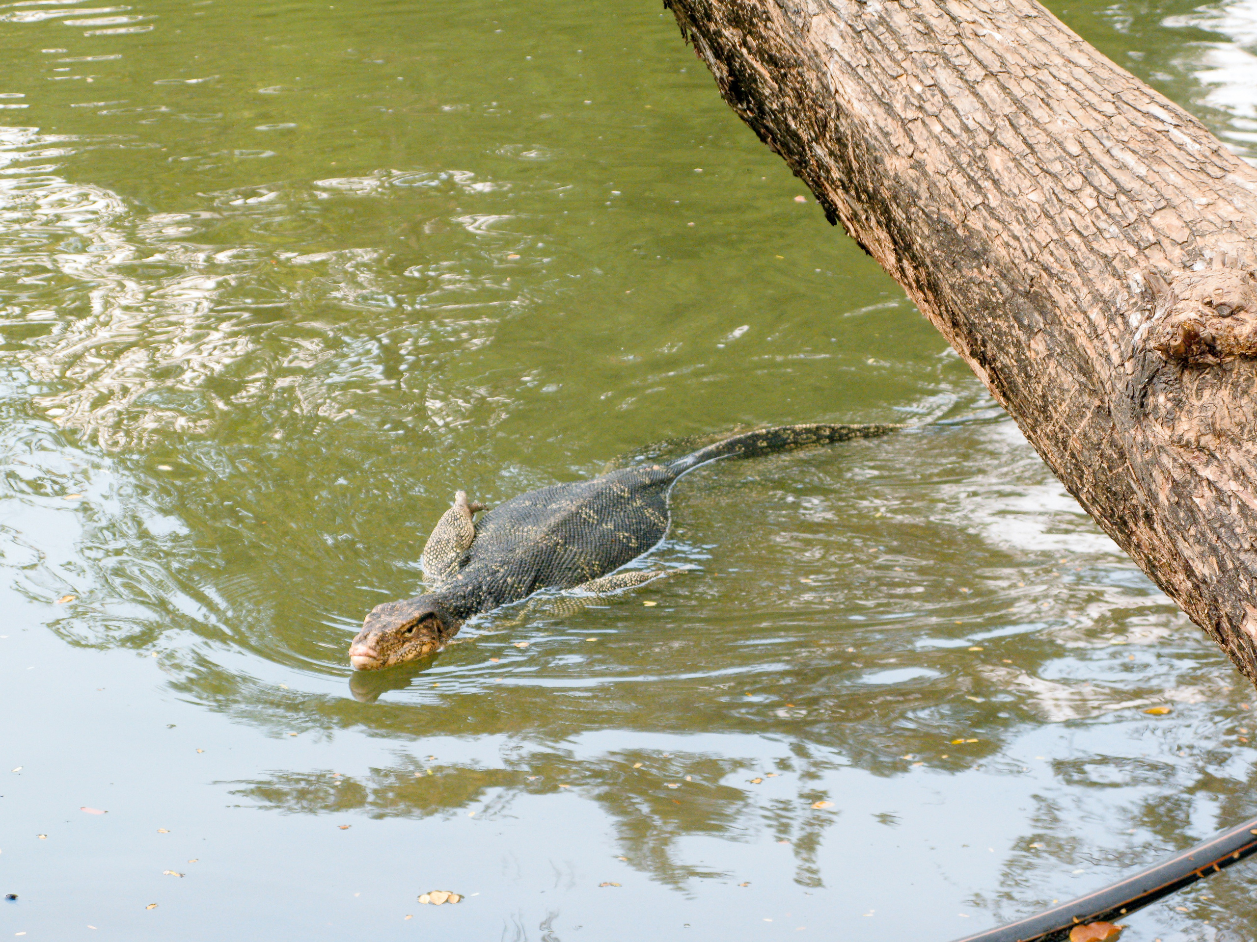Thai. Фотограф Миланазавр
