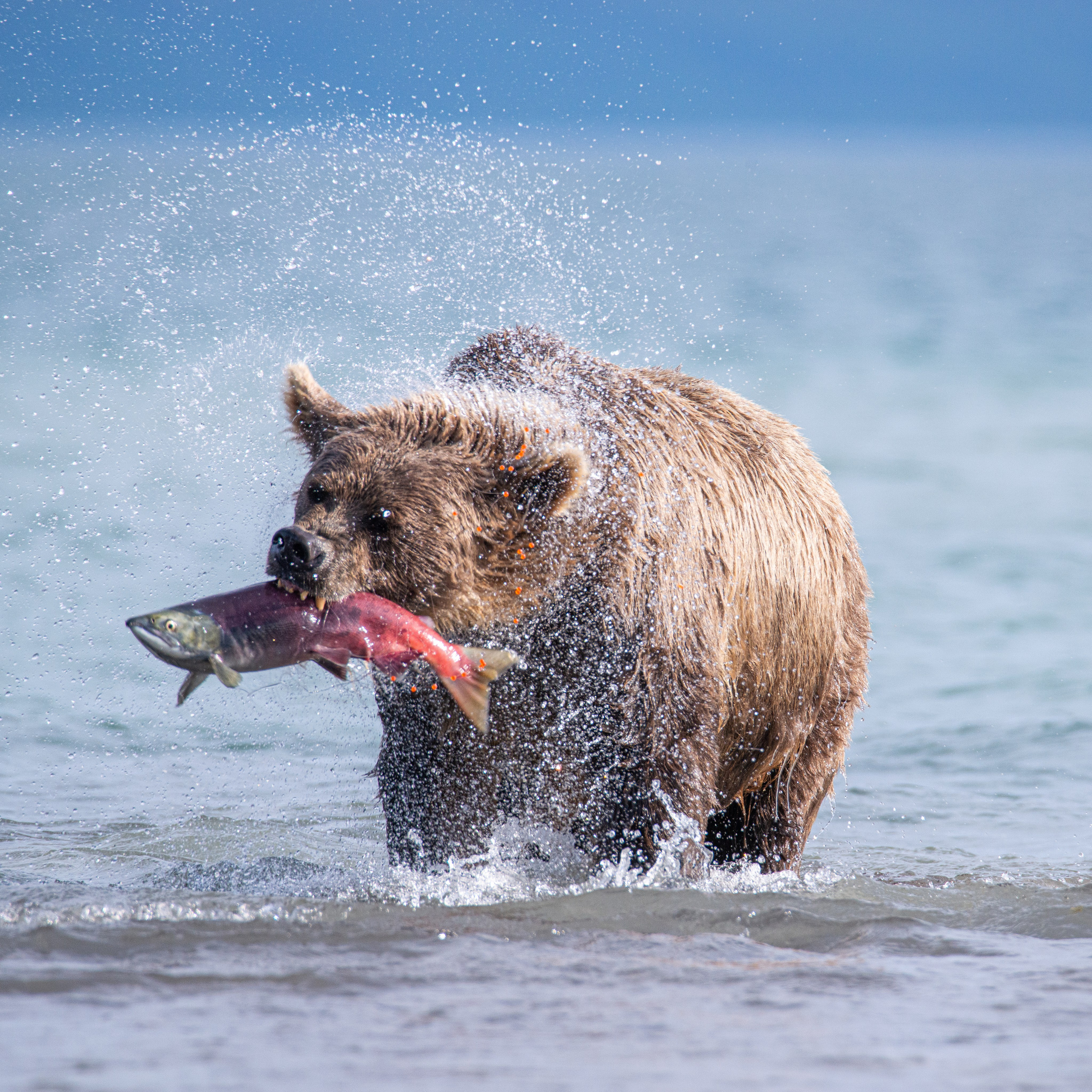 Камчатка — земля медведей. Игорь Иванко — Репортажный и событийный фотограф. Москва