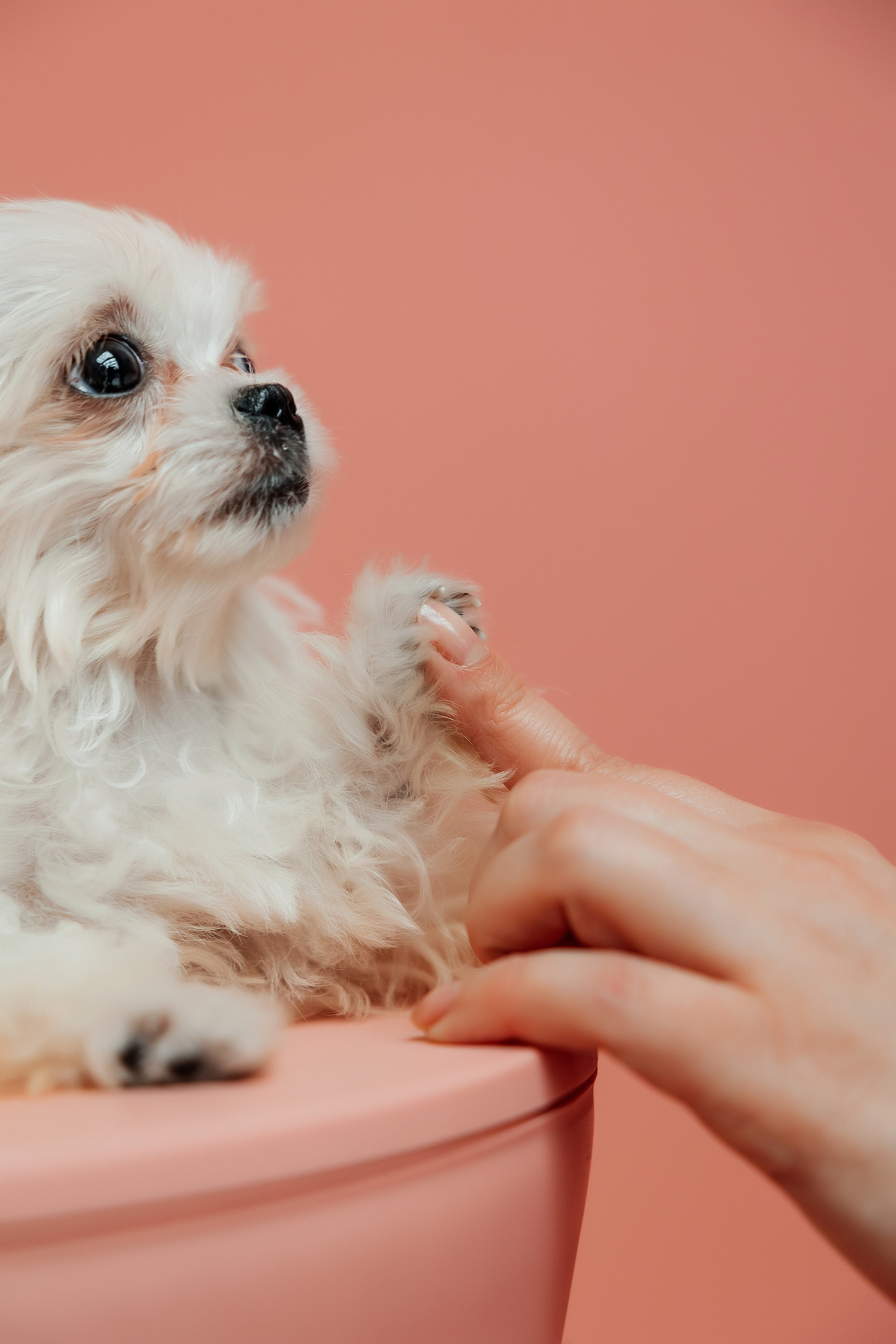 Контент съёмка для грумера. СВАДЕБНЫЙ ФОТОГРАФ НАТАЛИКА