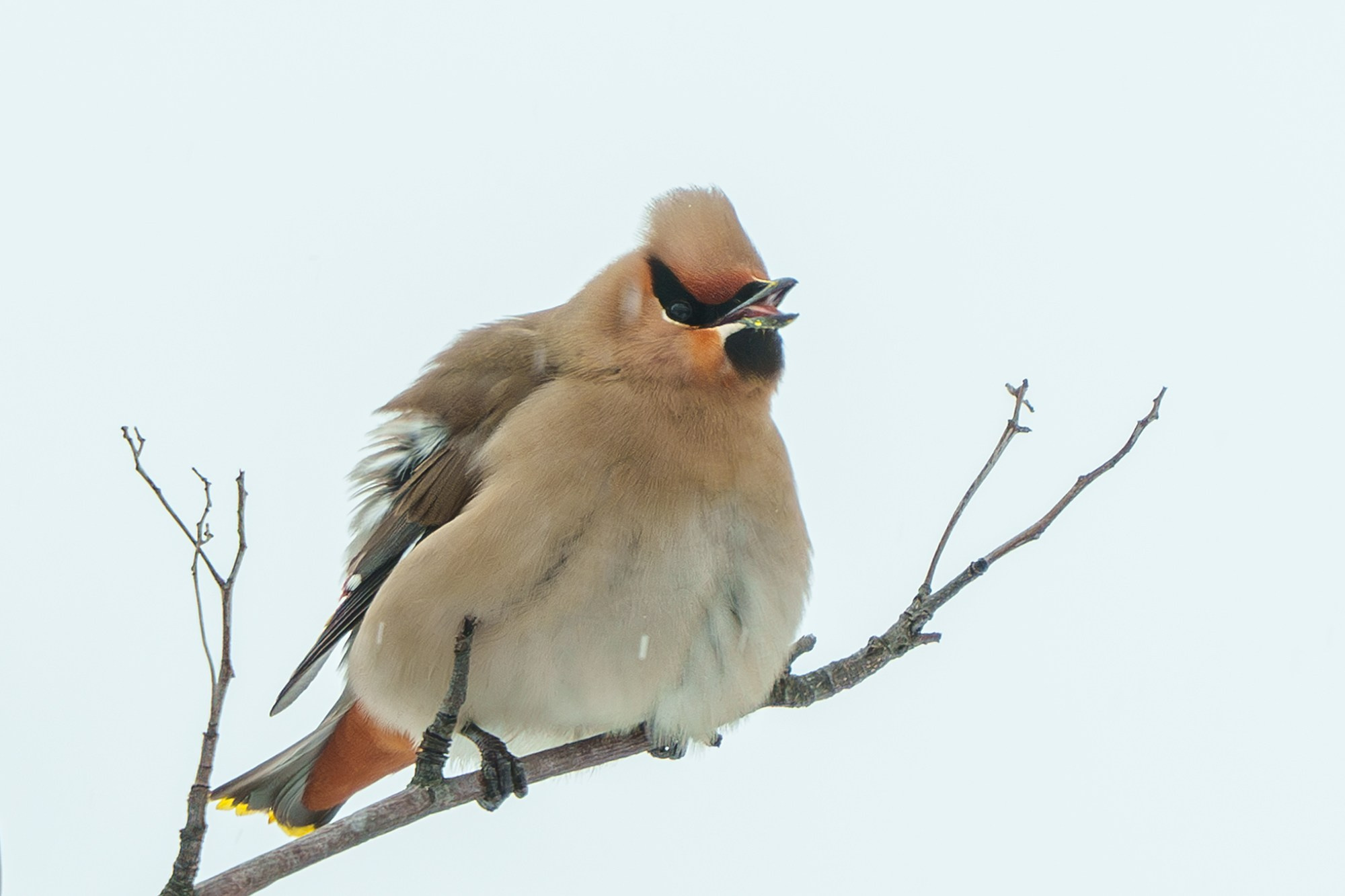 Удивительные мир птиц. Вокруг нас столько прекрасного — присмотритесь!. Ваш личный фотограф Марина Волкова