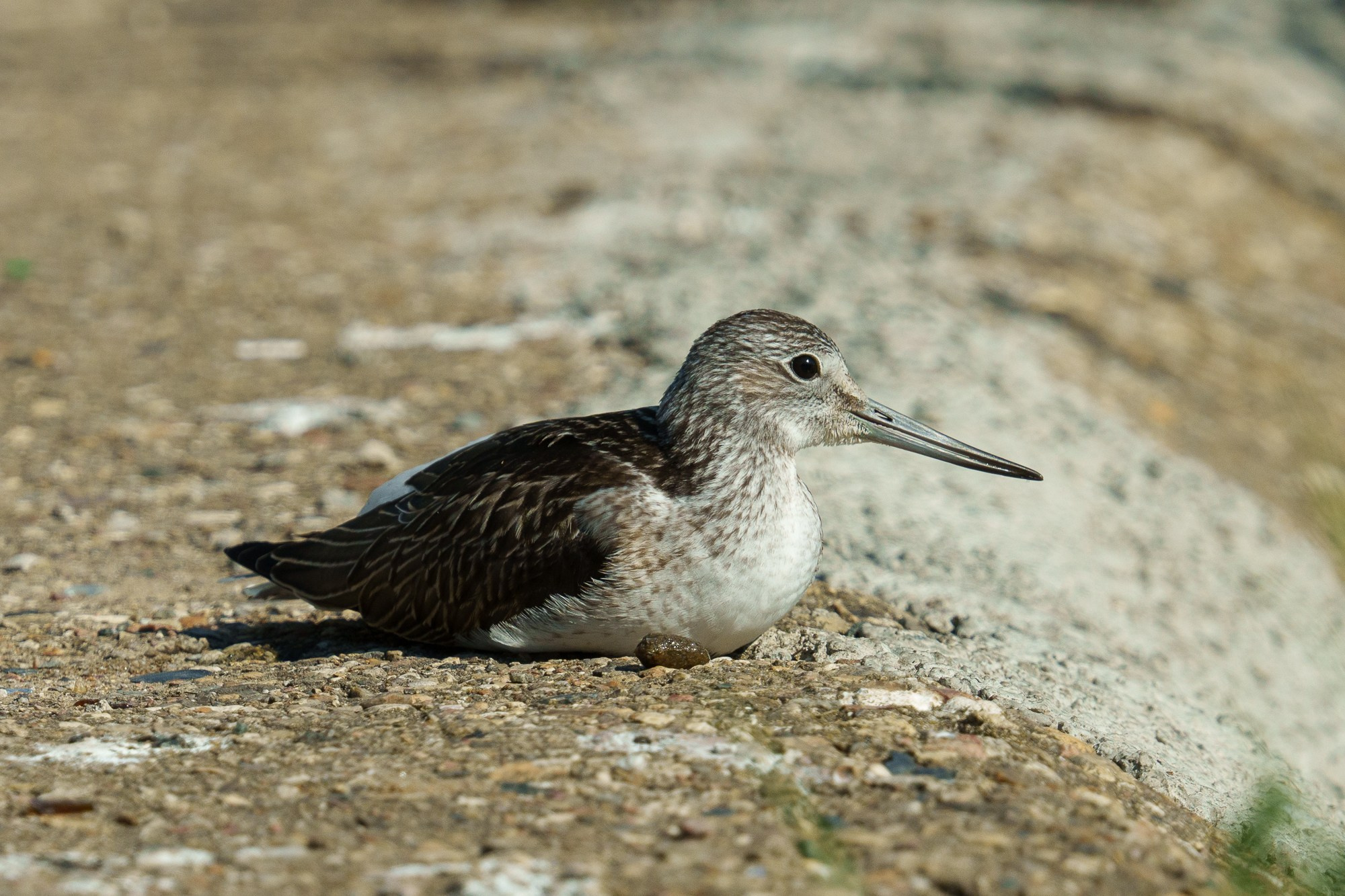Удивительные мир птиц. Вокруг нас столько прекрасного — присмотритесь!. Ваш личный фотограф Марина Волкова