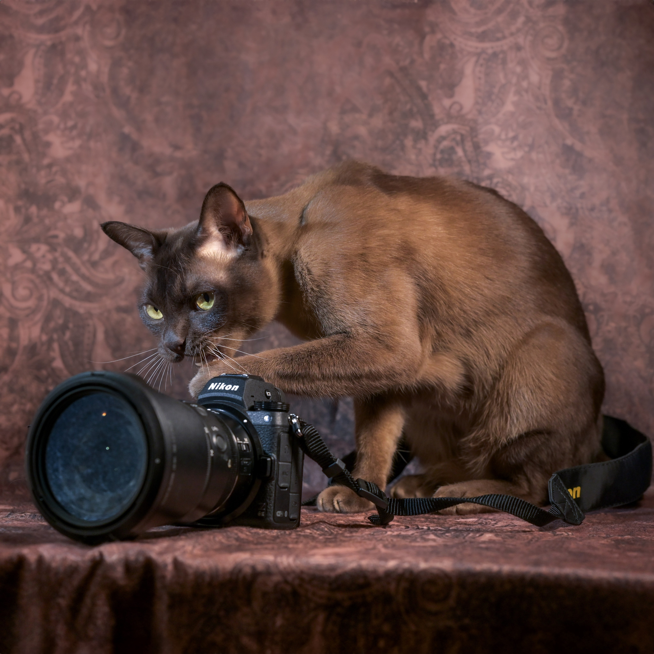 Любимые питомцы. Наталия Моргунова. Фотограф в Королеве и Москве