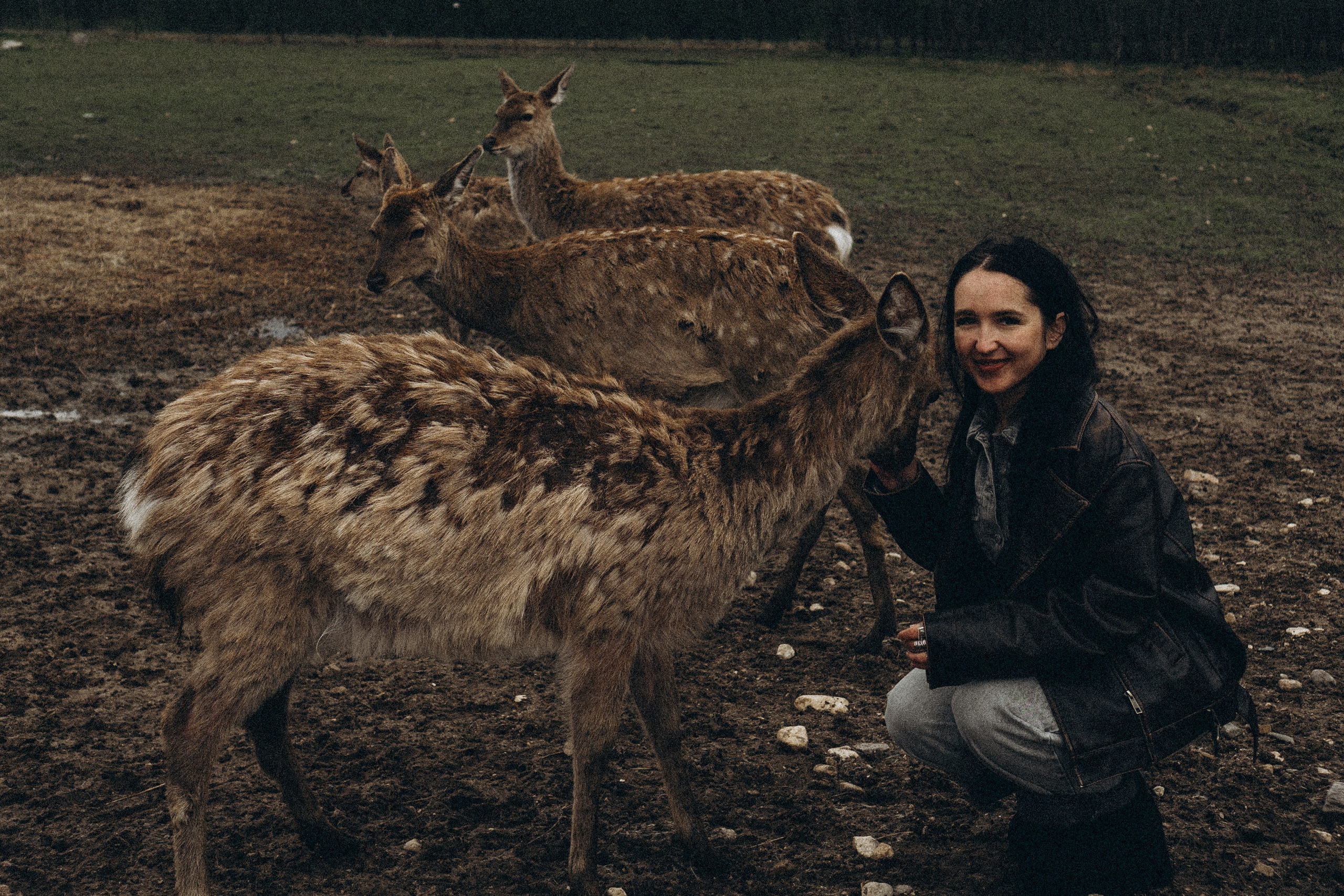 ОЛЕНЬЯ ФЕРМА В ТВЕРИ. Профессиональный фотограф, Санкт-Петербург — Виктория Богомолова