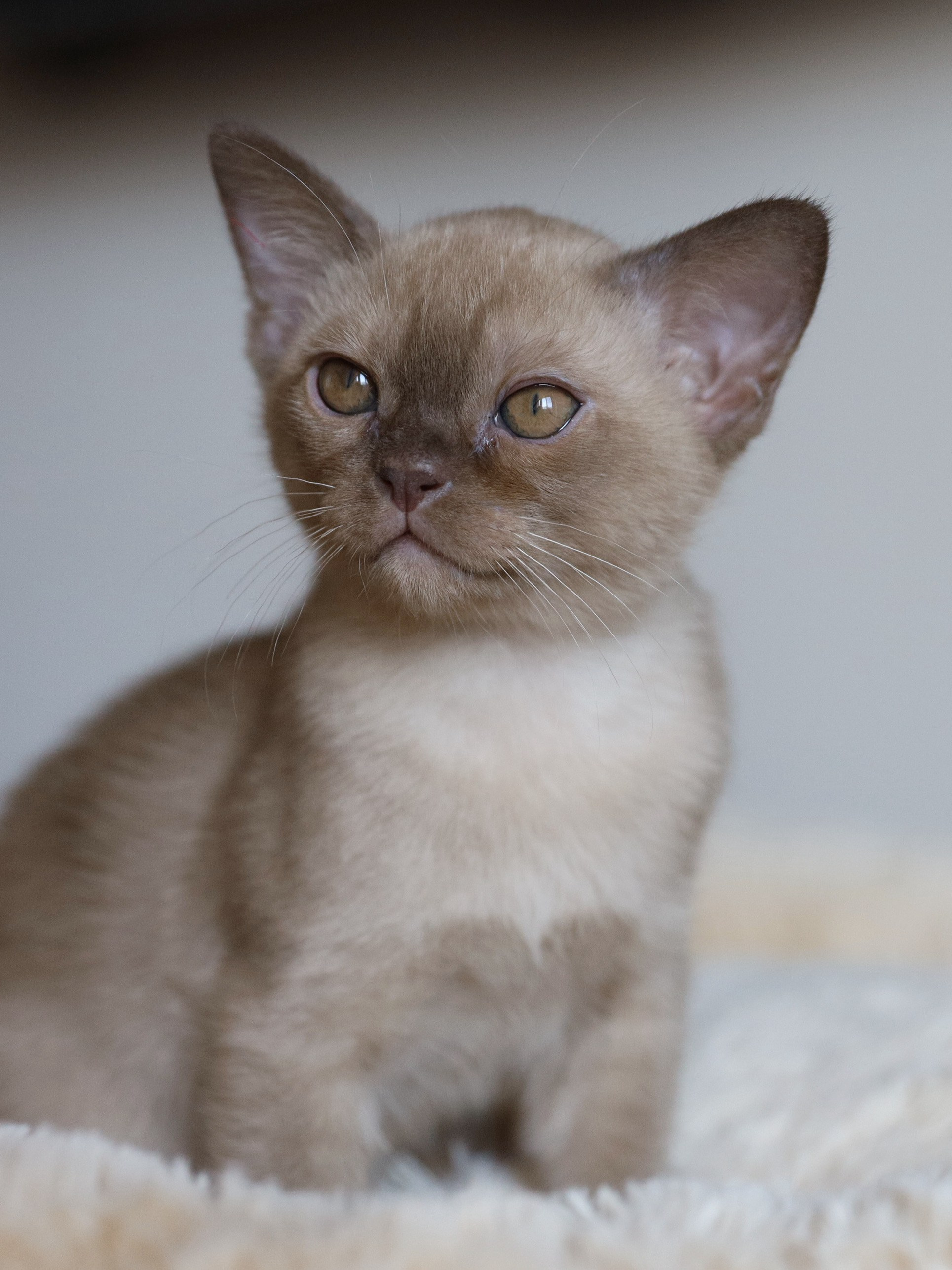 Casper. Cattery “Bouncy Life”