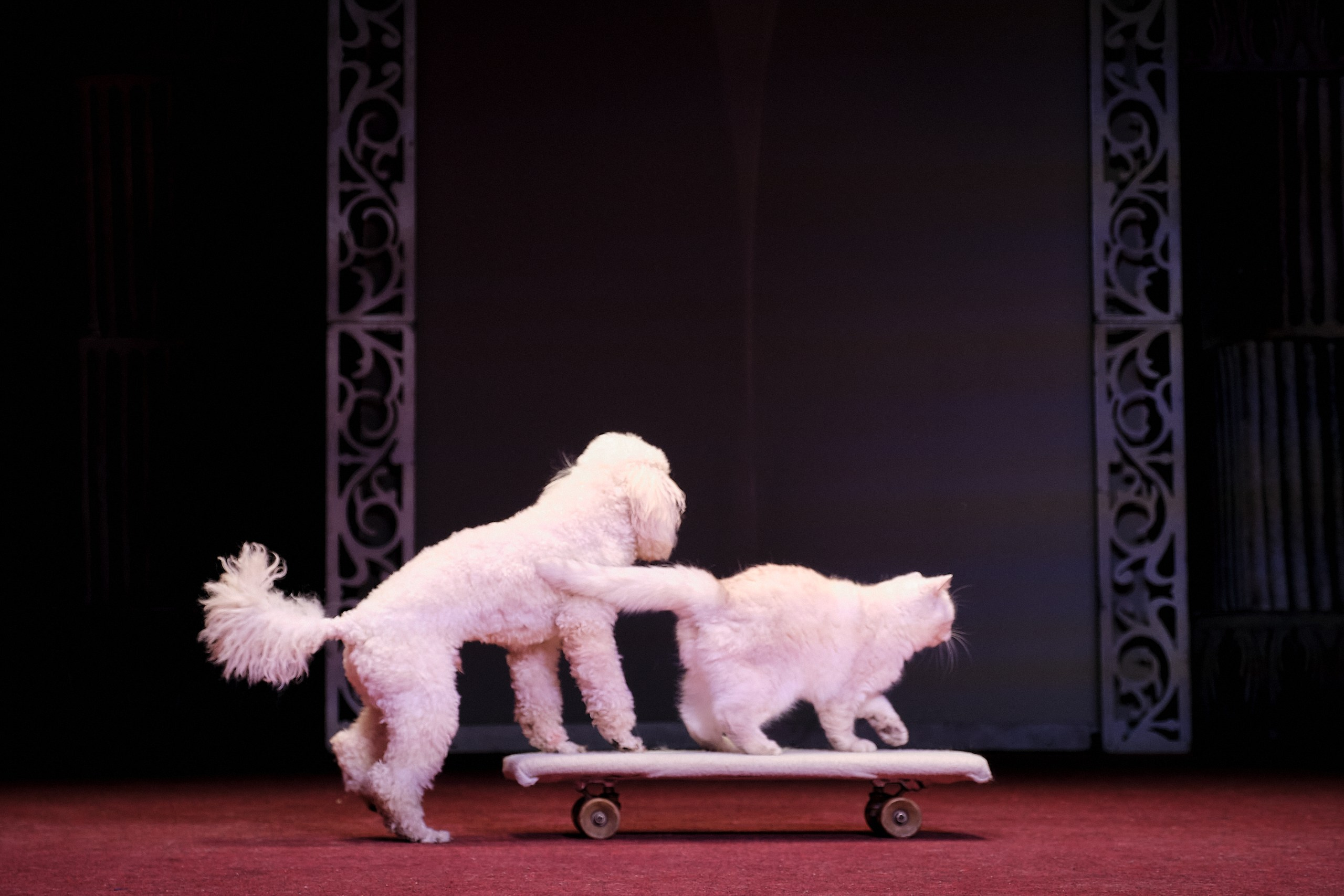 Пресс-конференция Ю.Куклачева в театре кошек