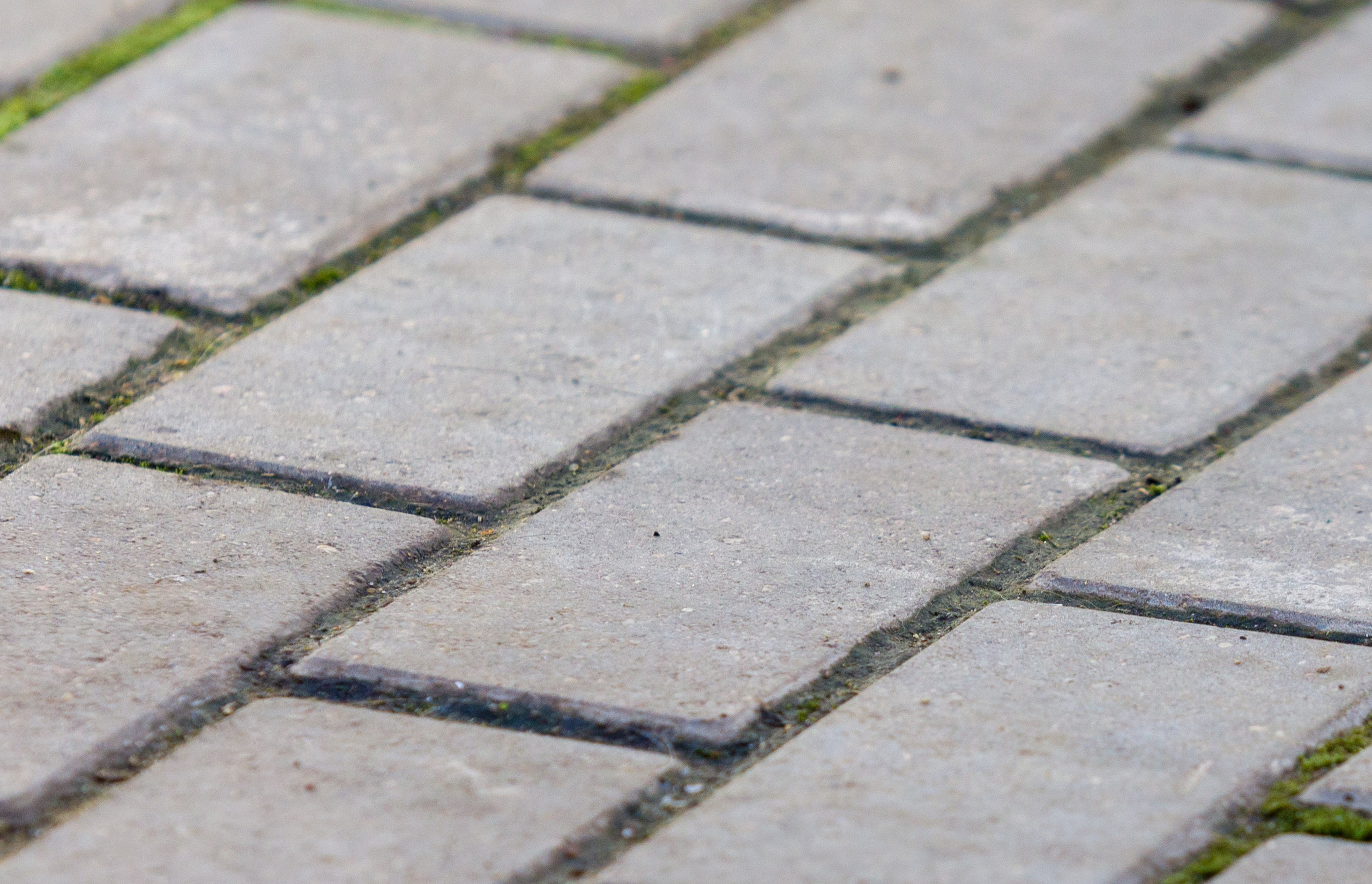 Немецкий шпиц миниатюрный. Фотограф — анималист Татьяна Ли