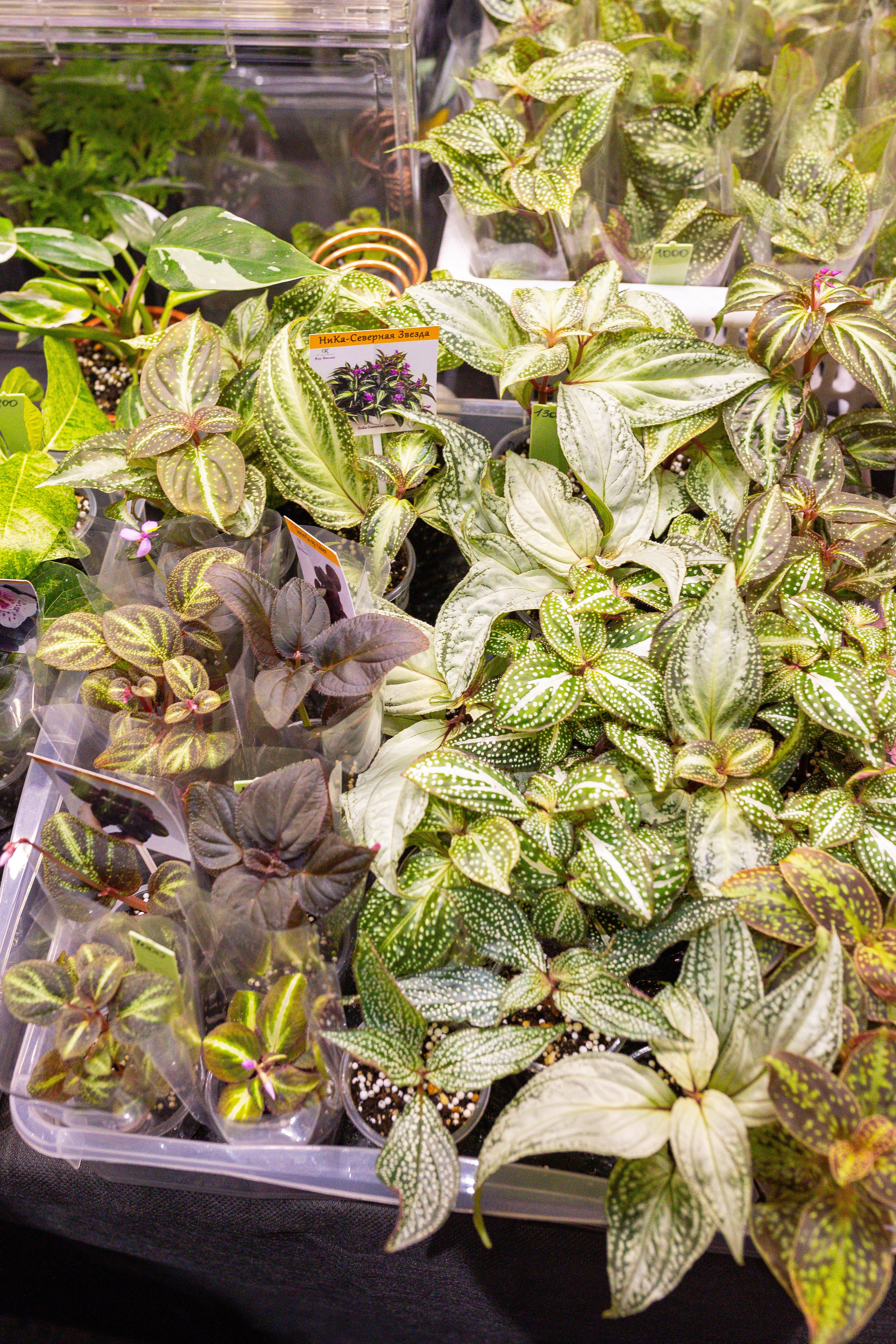 Монстериум 11–12 октября. Александра Куликова фотограф, Москва