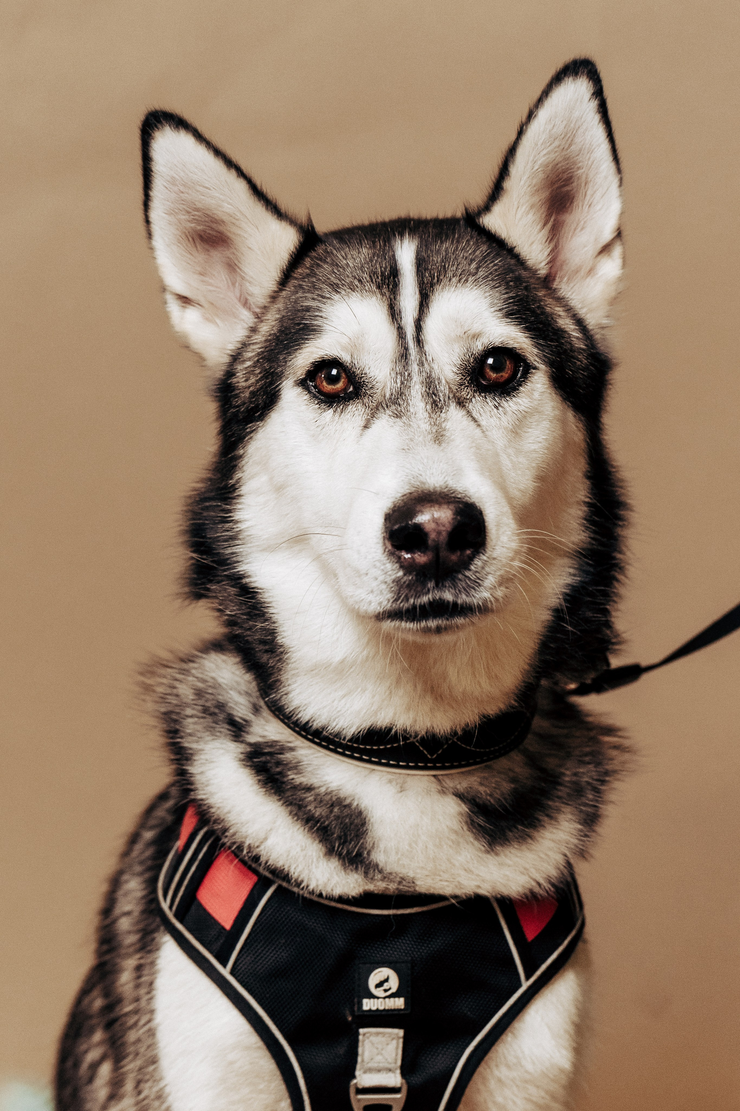 Репортажная фотосессия «День питомца-донора». Профессиональный фотограф в Санкт-Петербурге Александр Волосенцев