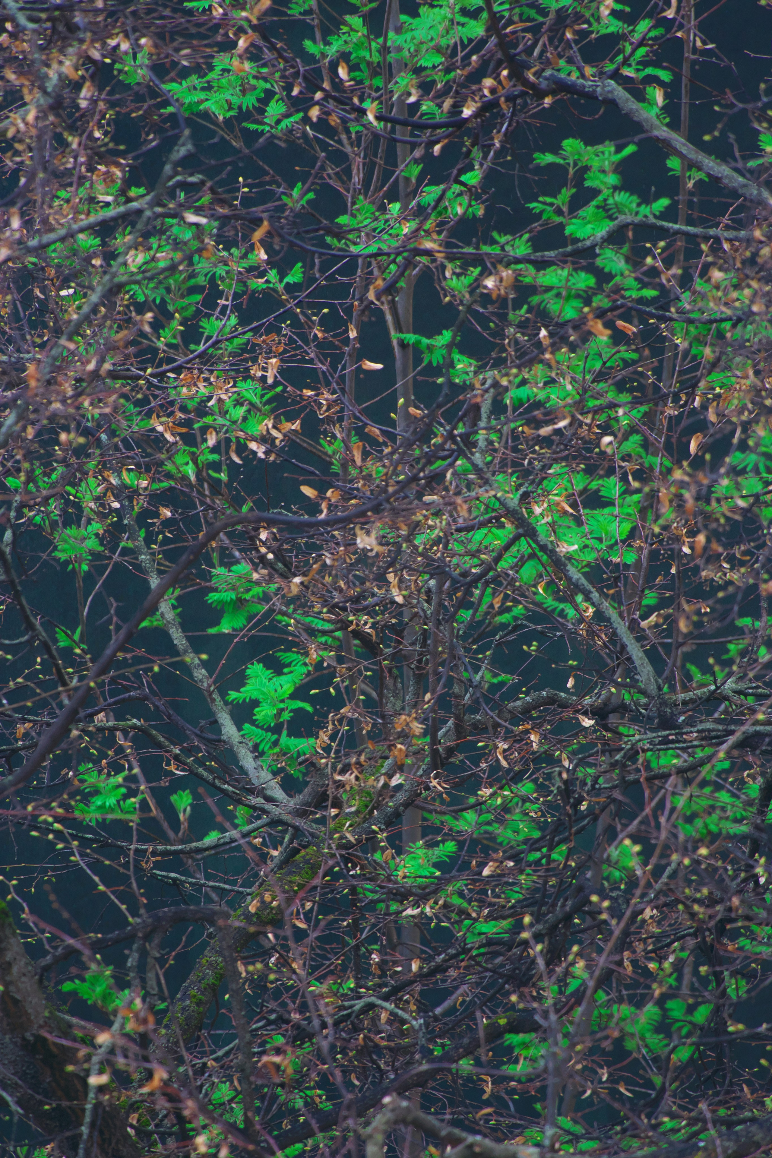 Первые весенние листочки 🌿. Миша Печёнкин | фотография