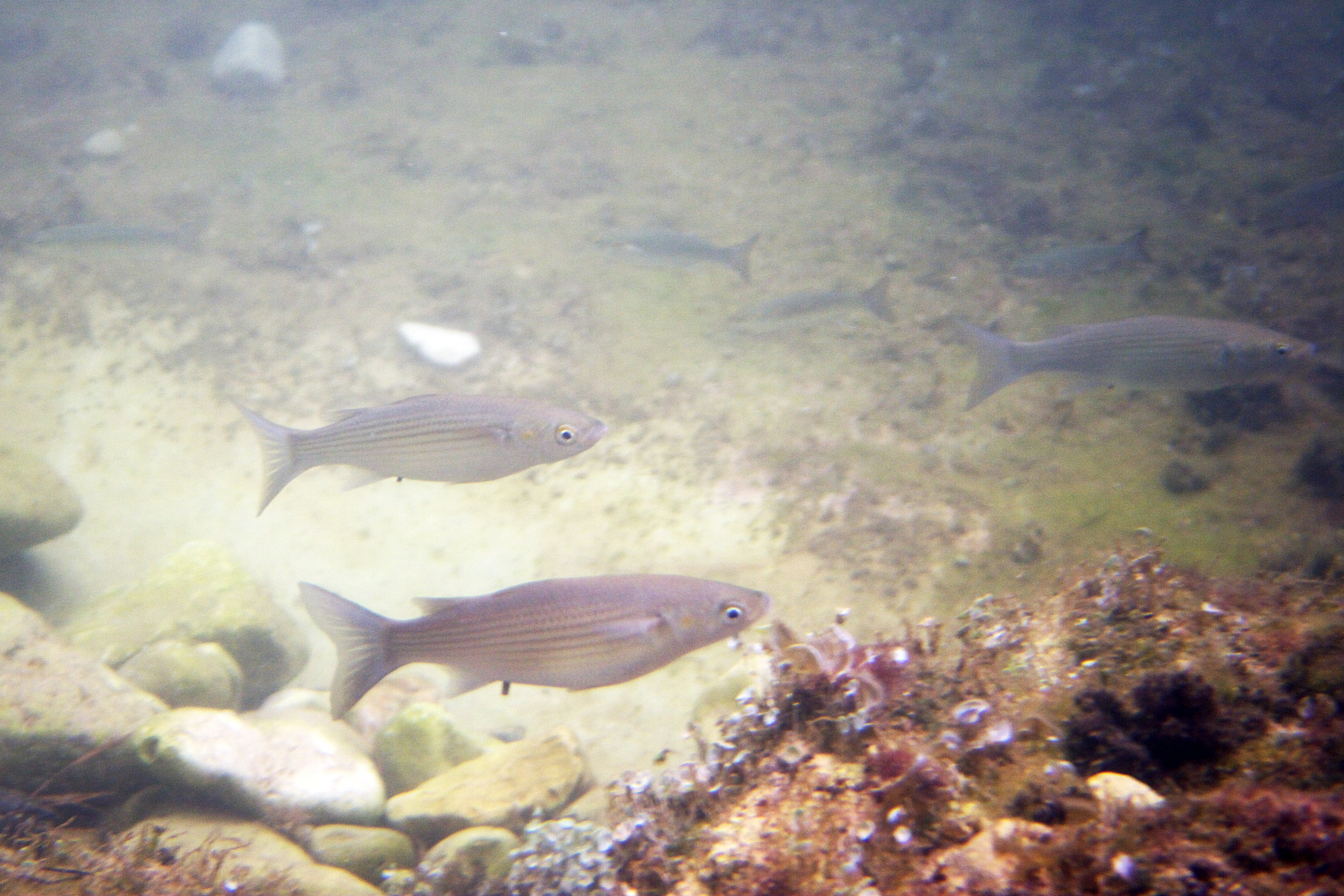 Под водой. Миша Печёнкин | фотография