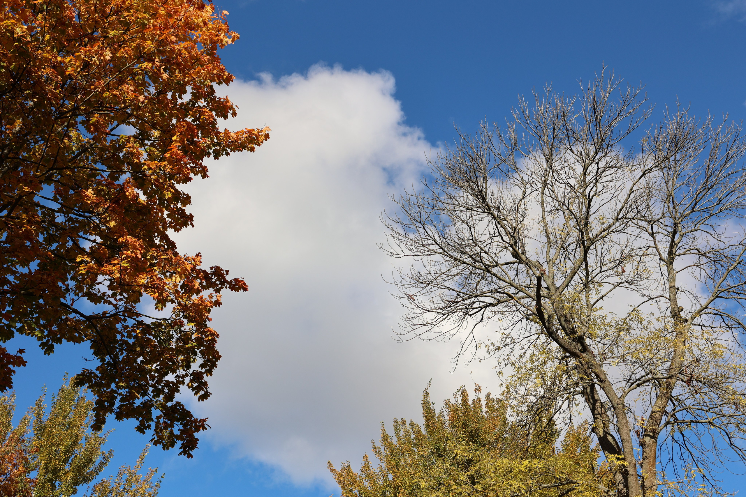 Любимое. Фотограф в Санкт-Петербурге Анна Сосновская
