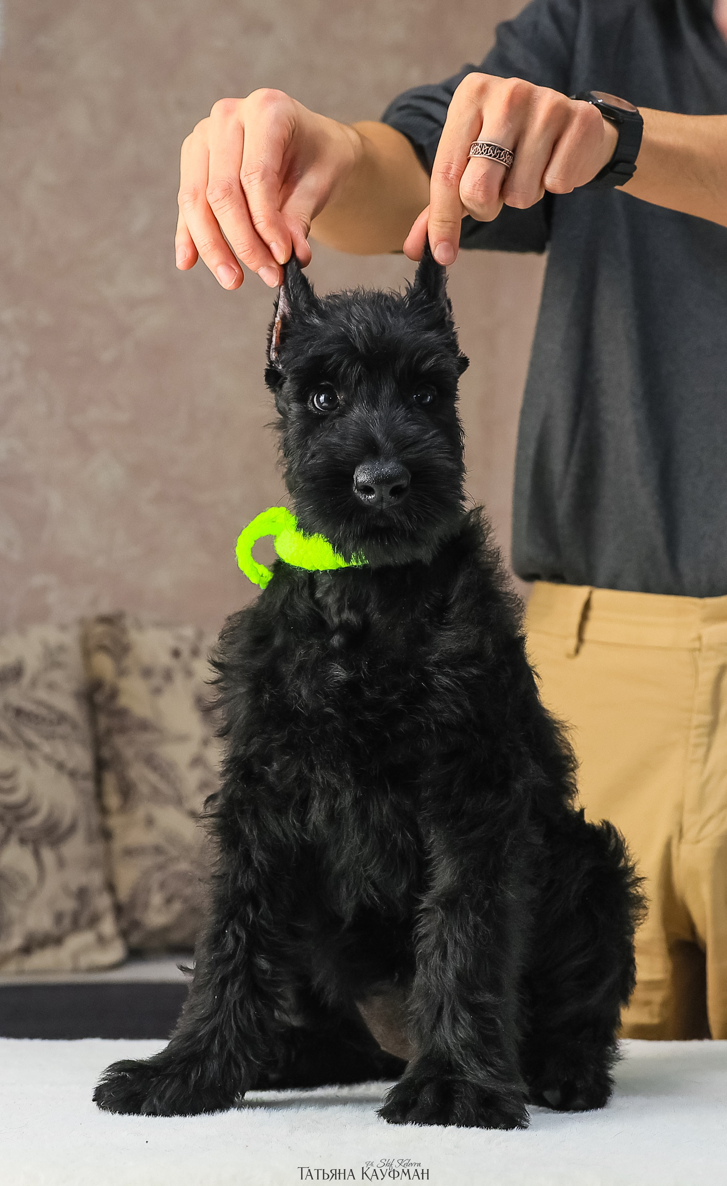 Ризеншнауцеры 2 месяца. Фотограф Анималист из Новосибирска Татьяна Кауфман