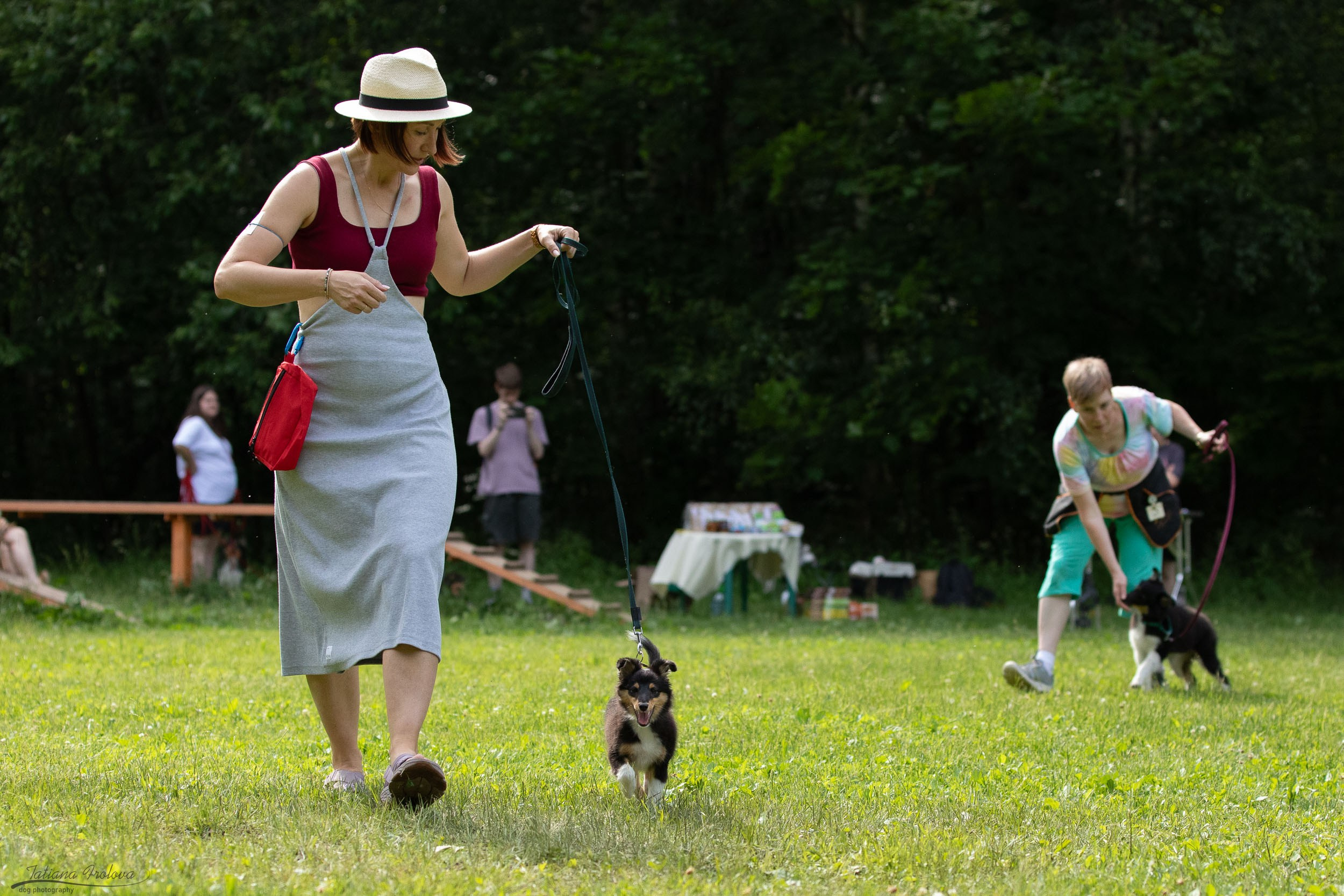 Репортаж с выводки молодняка колли/шелти в Ясенево. Фотограф-анималист в Москве и Московской области Татьяна Фролова