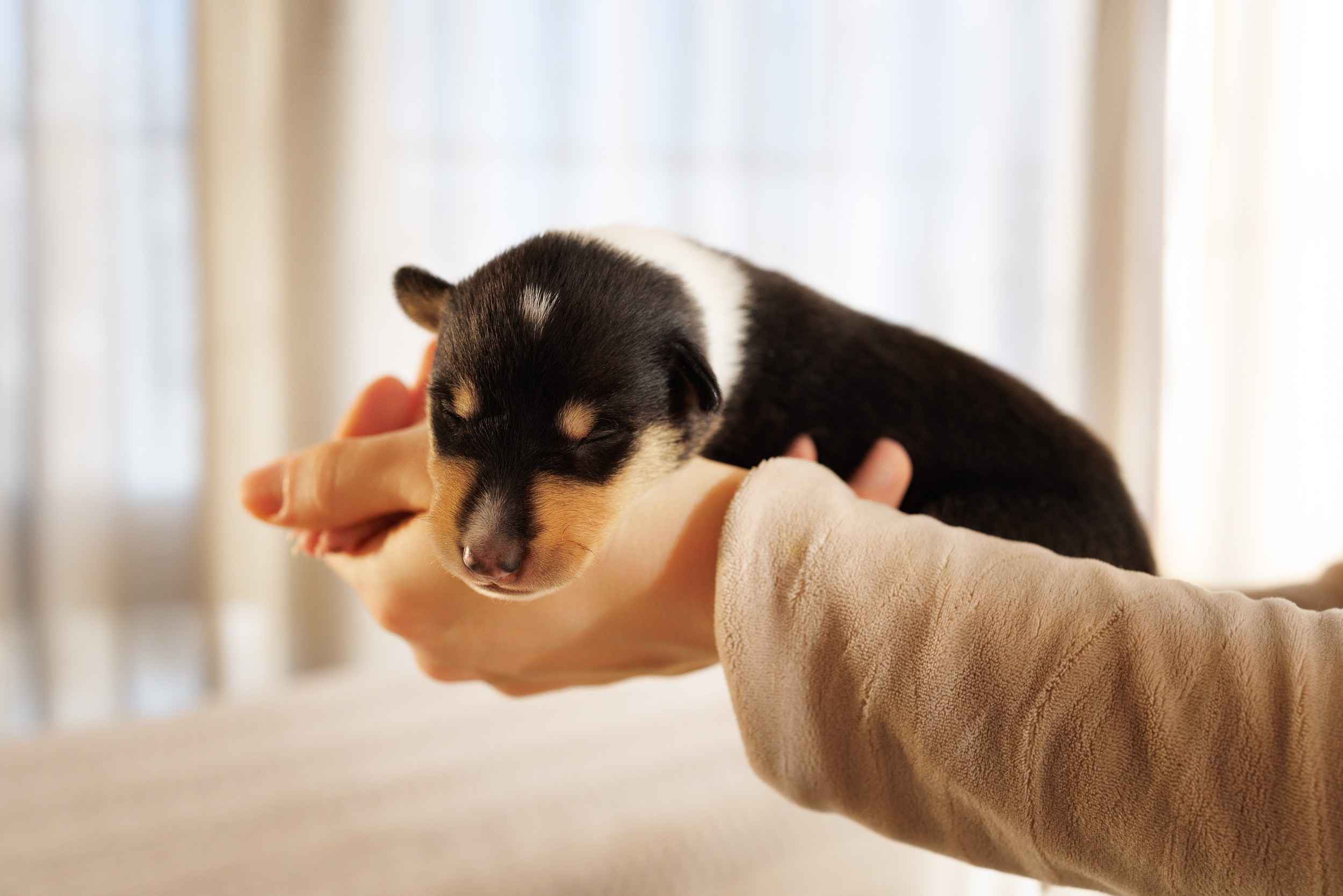 Короткошерстные колли в 2 недели. Фотограф-анималист в Москве и Московской области Татьяна Фролова