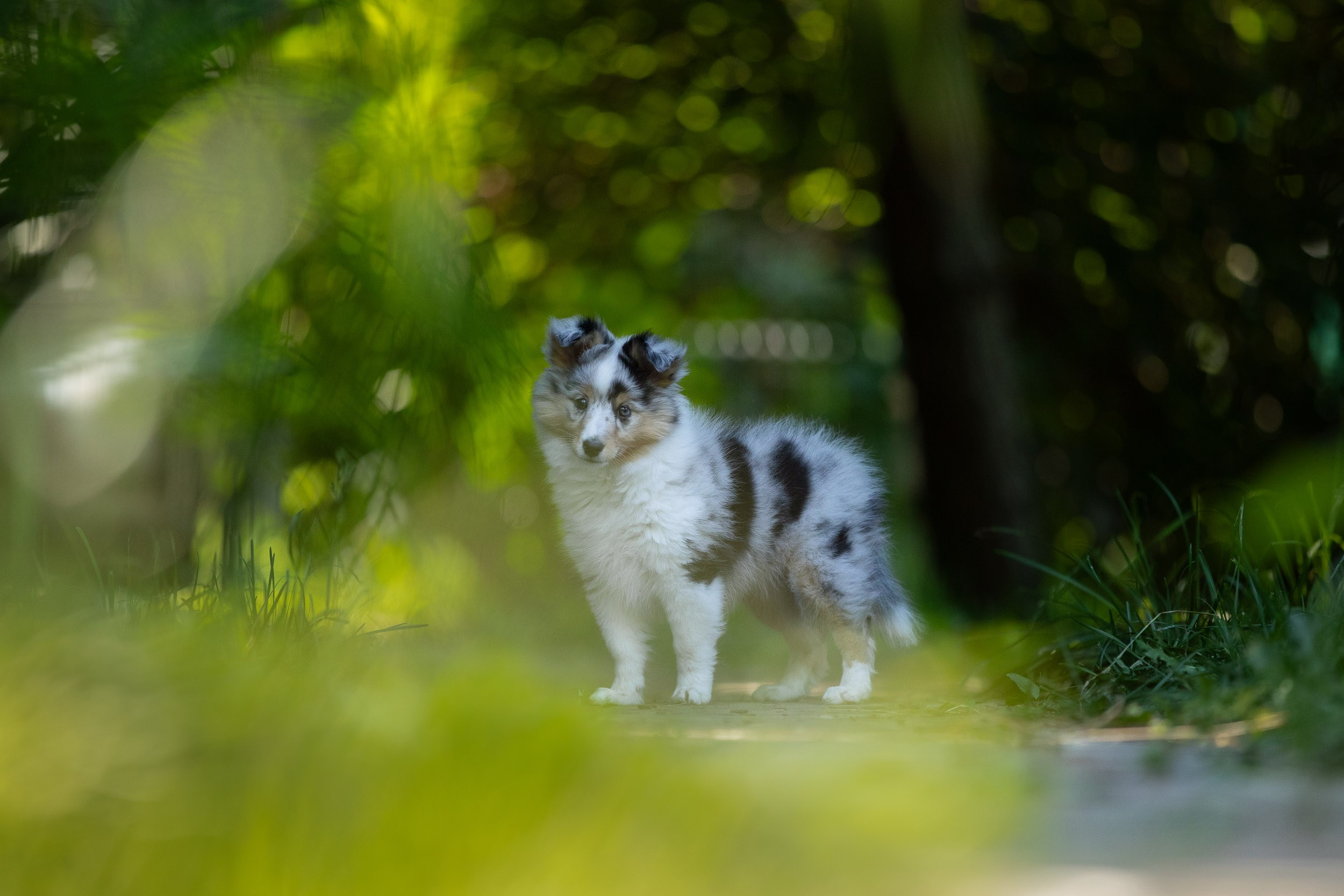 Фото щенков в мыльных пузырях. Фотограф-анималист в Москве и Московской области Татьяна Фролова