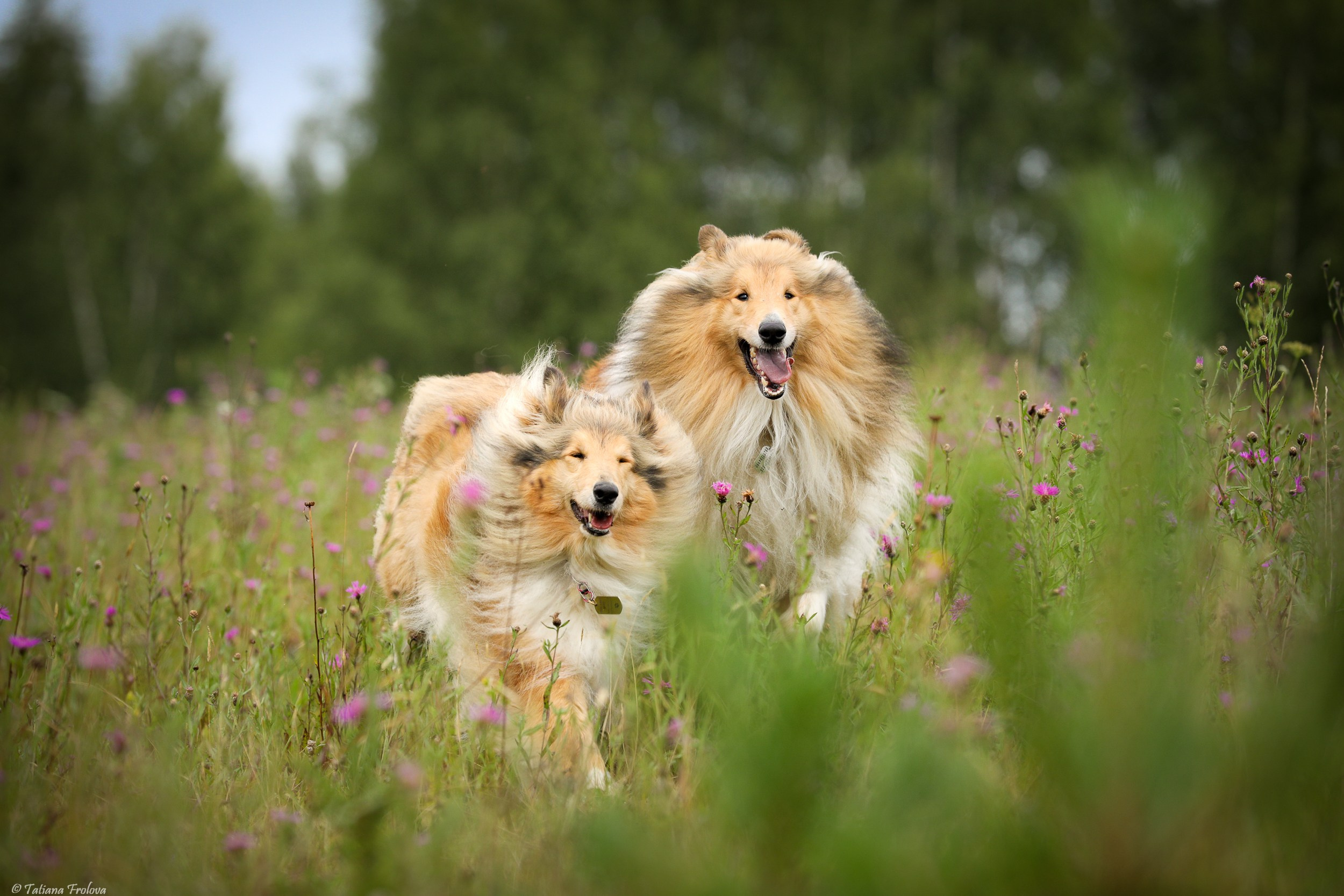 Фотопрогулка для нескольких собак загородом. Фотограф-анималист в Москве и Московской области Татьяна Фролова