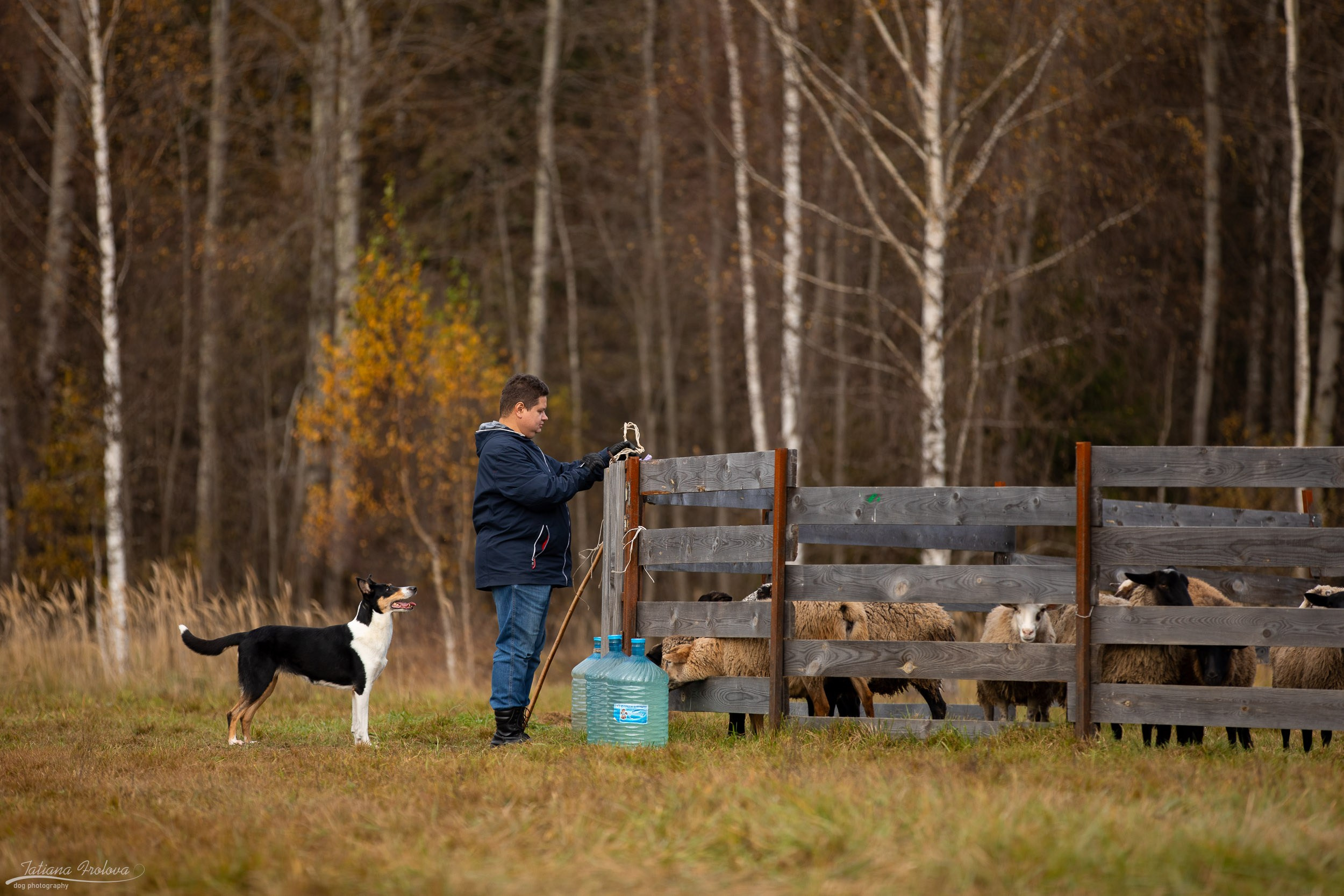Показательное выступление по пастушьей службе короткошерстной колли. Фотограф-анималист в Москве и Московской области Татьяна Фролова