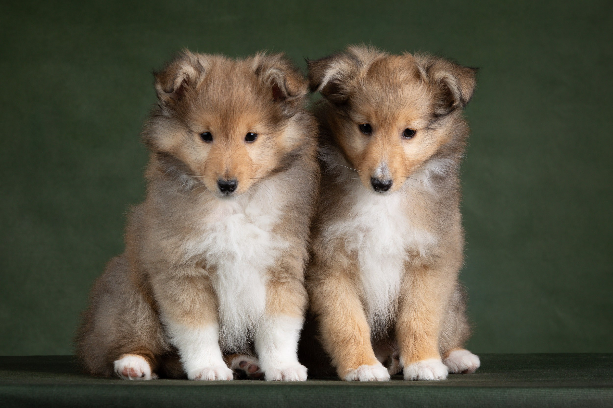 Помет щенков в 2 месяца. Фотограф-анималист в Москве и Московской области Татьяна Фролова