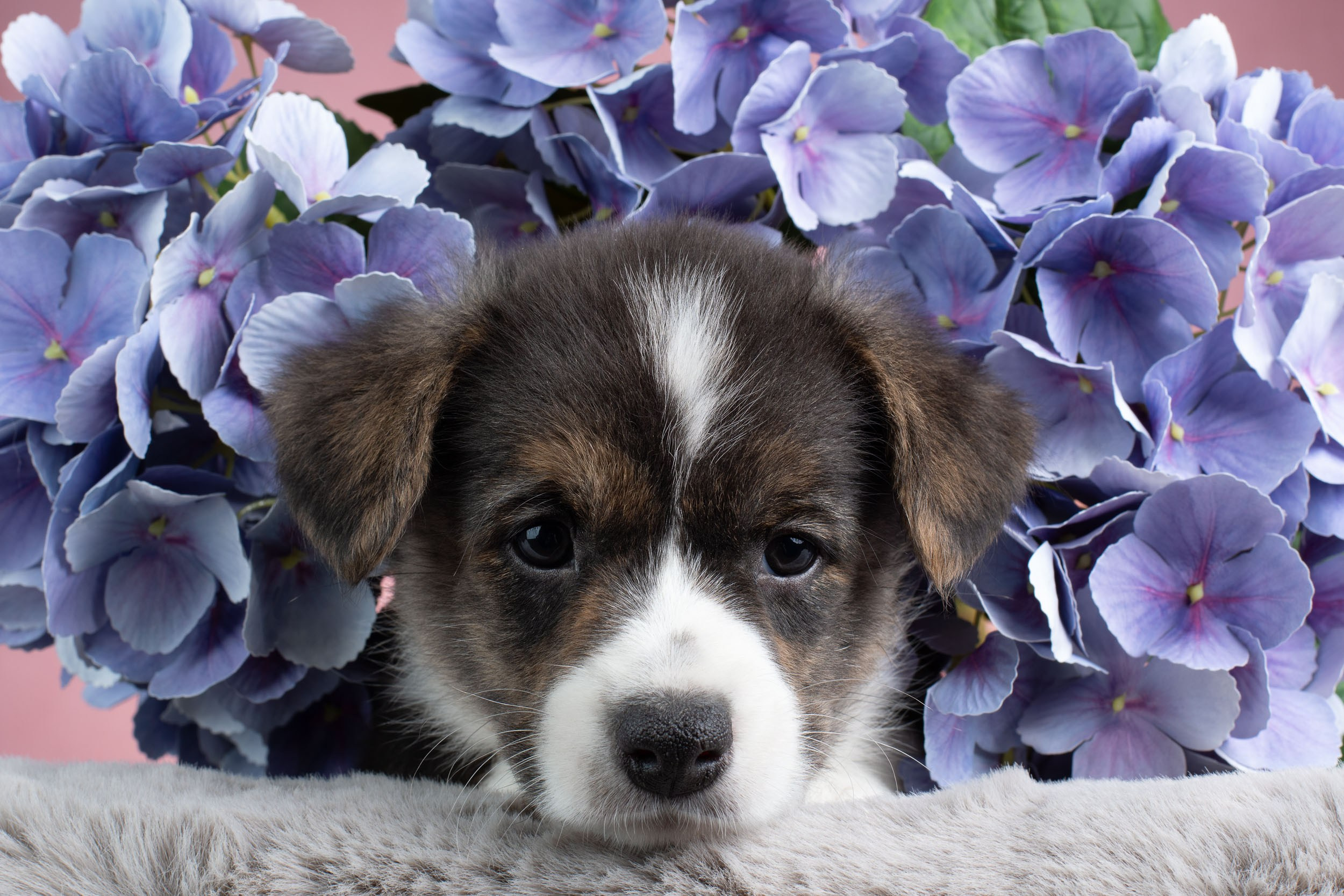 Съемка щенков на розовом фоне. Фотограф-анималист в Москве и Московской области Татьяна Фролова