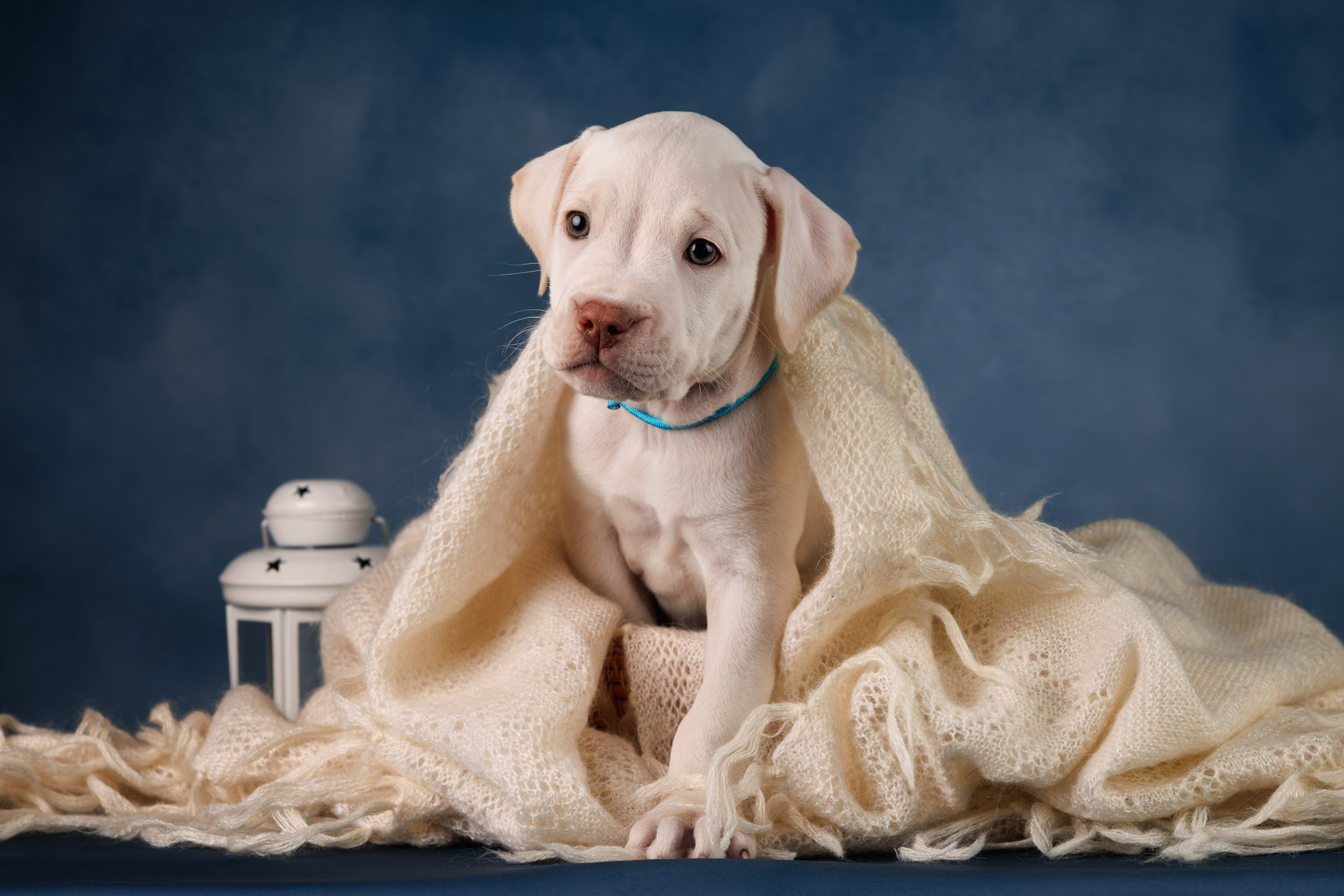 Съемка щенков АПБТ. Фотограф-анималист в Москве и Московской области Татьяна Фролова