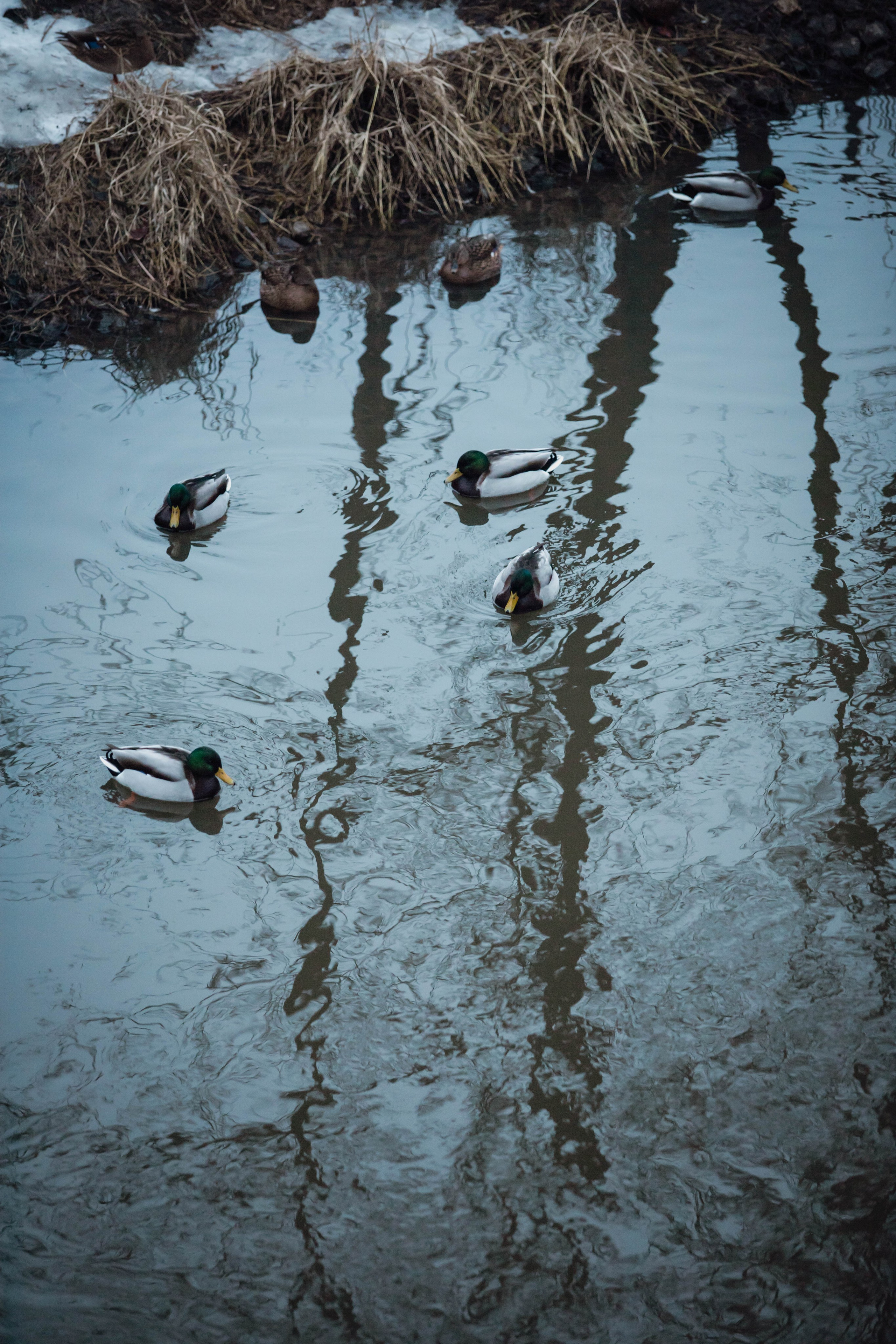 5 верст/декабрь. Александра Мельниченко/ Бегающий фотограф