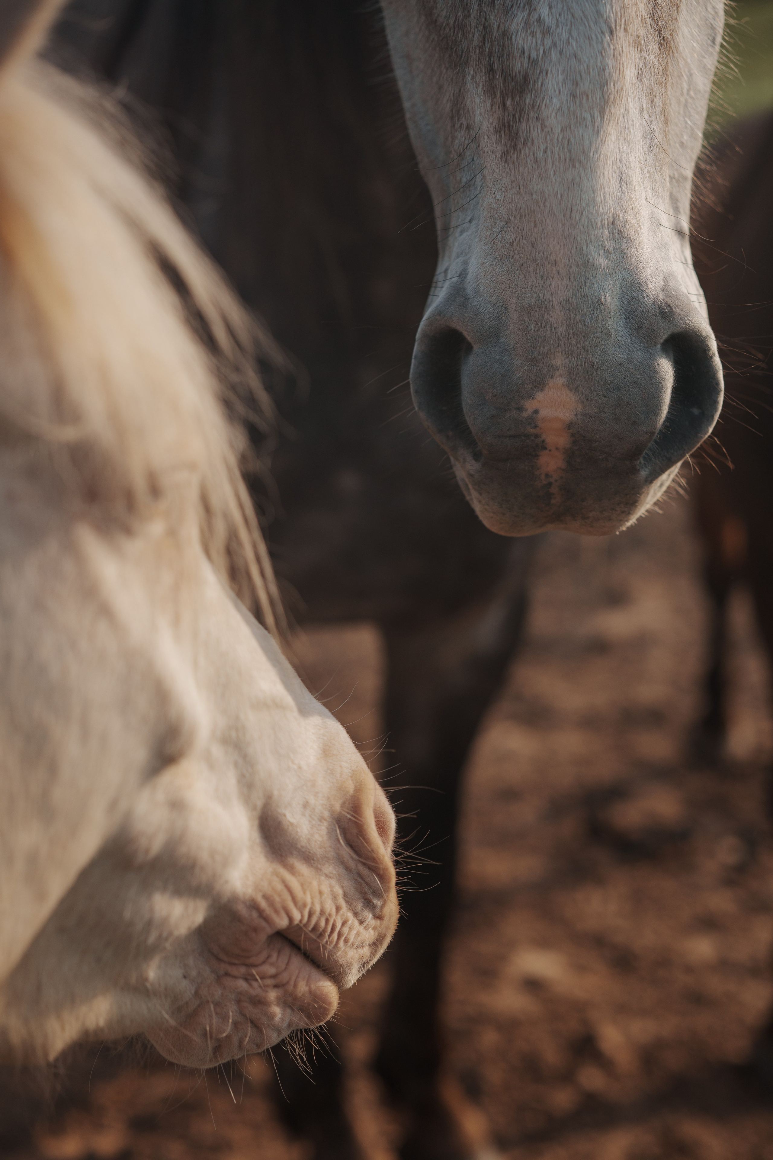Марина. Семейный фотограф Клубкова Мария. Поместье Клу